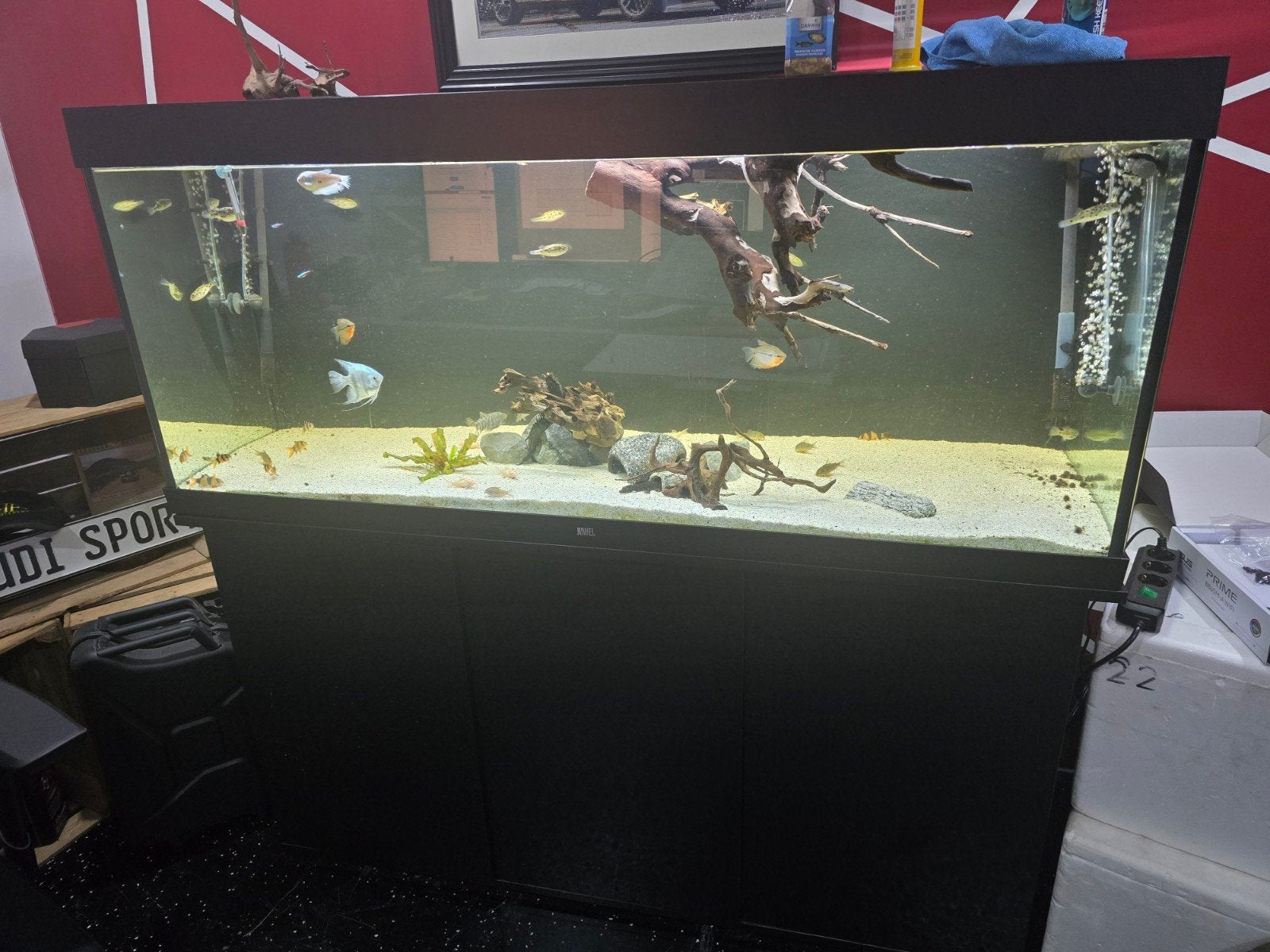 Juwel Rio 450 compleet aquarium – inclusief vissen en filter, Ophalen, Zo goed als nieuw, Gevuld zoetwateraquarium