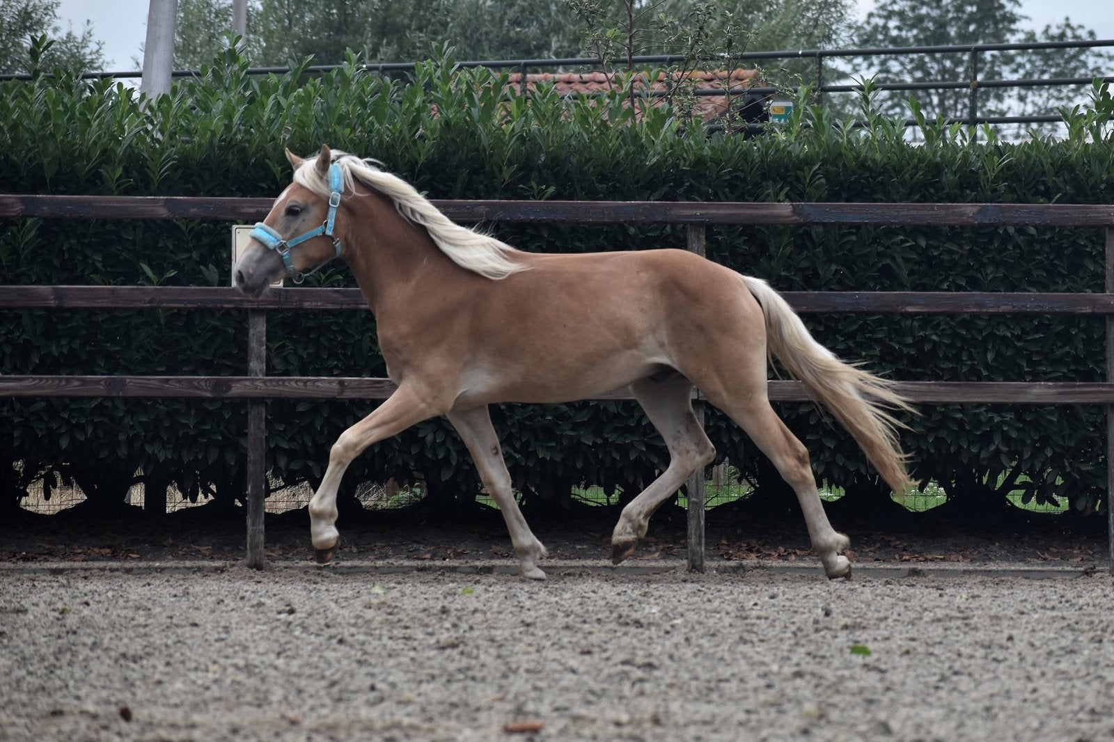 Super lieve en grote 2 jarige haflinger ruin, Dieren en Toebehoren, Pony's, E pony (1.48m - 1.57m), Ruin, 0 tot 2 jaar, Met stamboom