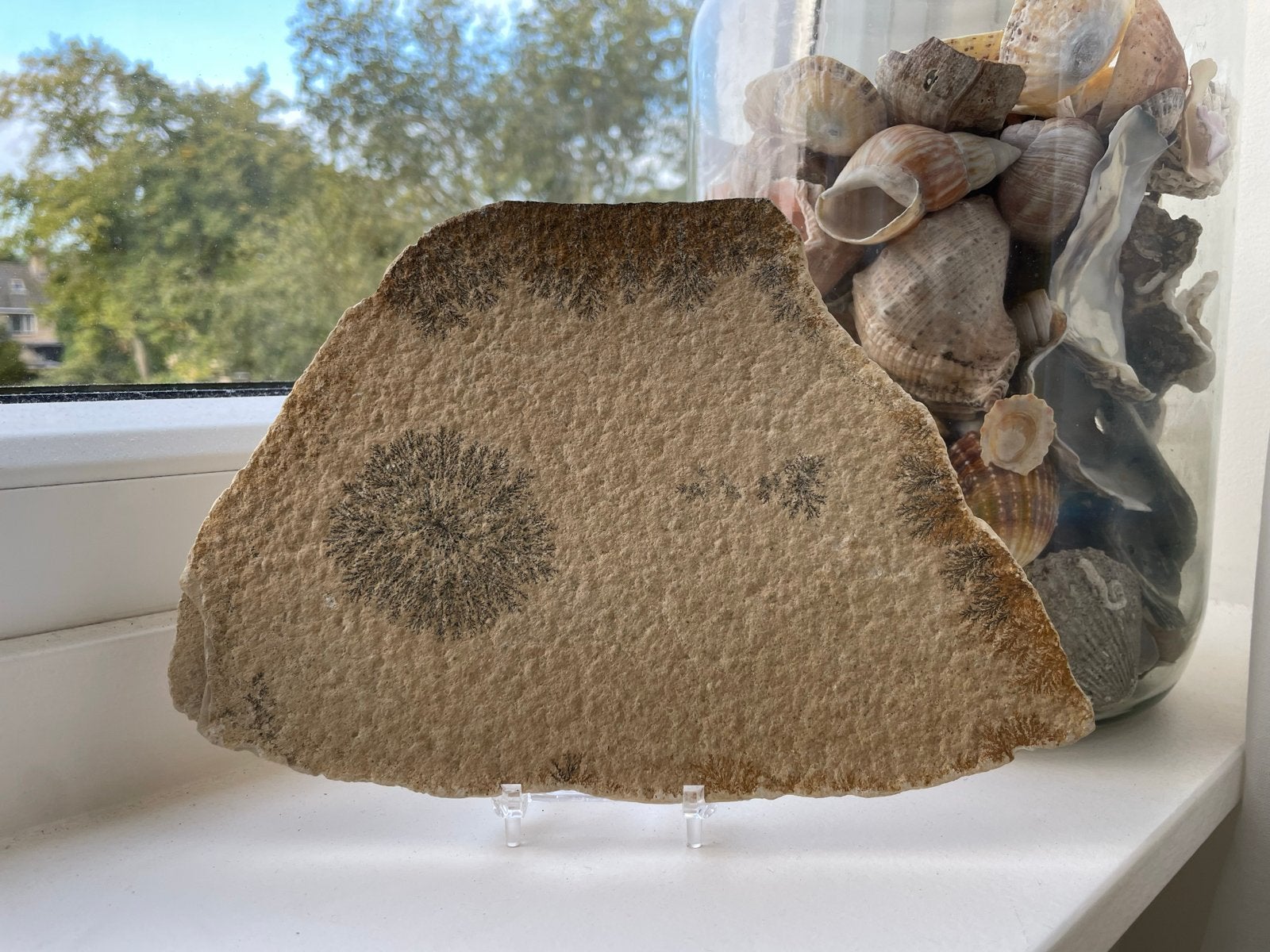 Dendriet in kalksteen uit Eichstadt, Thitonisch tijdperk, Ophalen of Verzenden, Mineraal