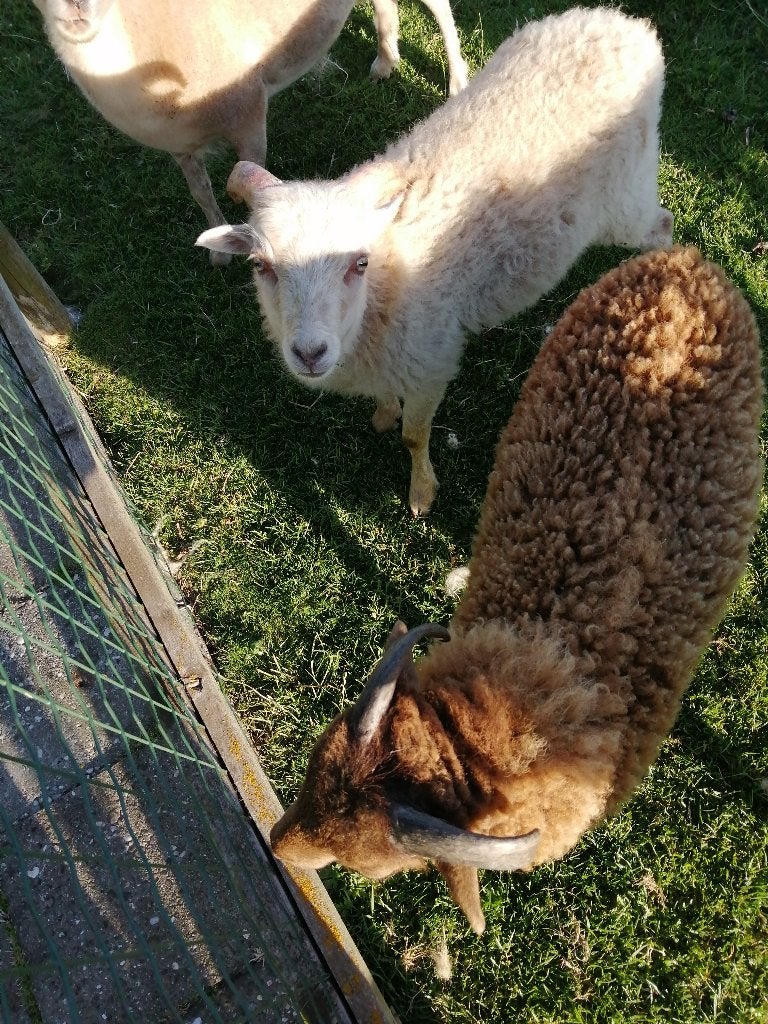 te koop Ouessant schapen, Dieren en Toebehoren, Meerdere dieren, Schaap, 0 tot 2 jaar