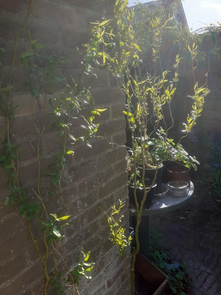 Krulwilg of wilg in pot, ca. 2 m. hoog., Ophalen, Volle zon, Overige soorten