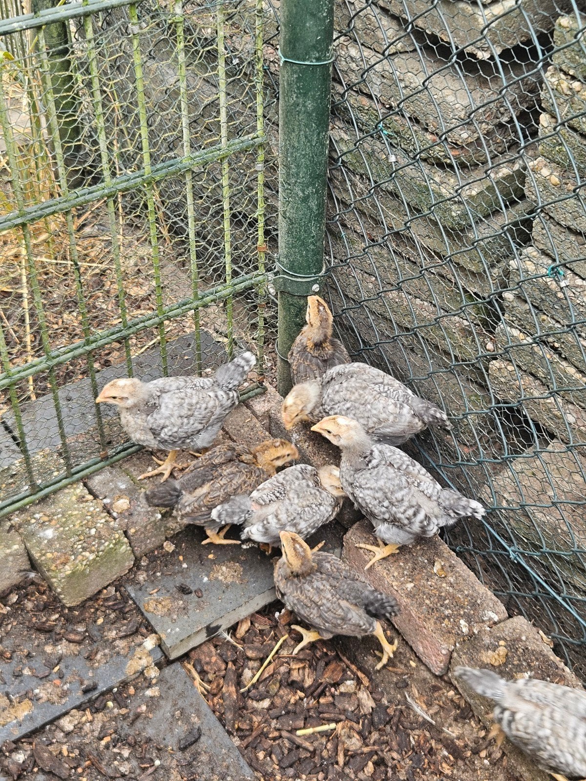 haantjes bielefelders  GRATIS, Mannelijk, Kip