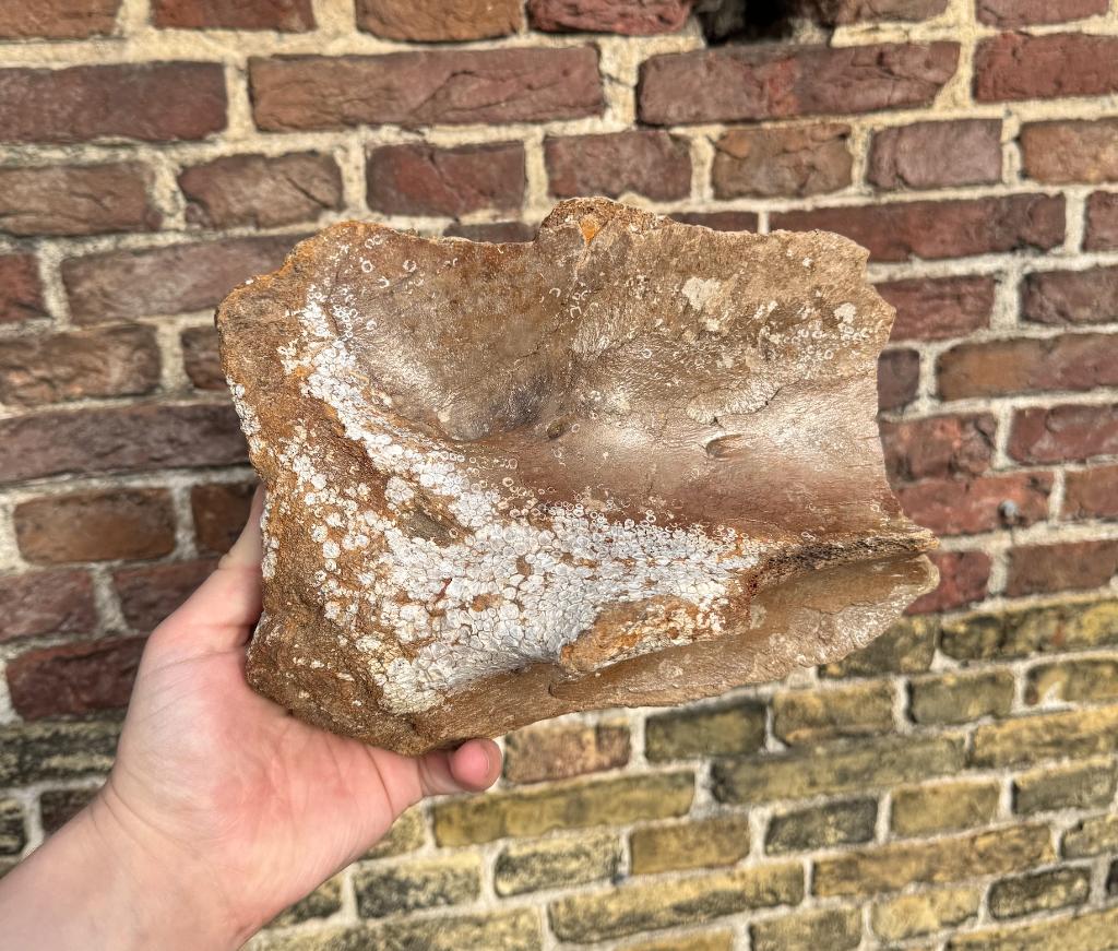 Schouderblad Mammoet Fossiel Noordzee, Verzamelen, Mineralen en Fossielen, Ophalen of Verzenden, Fossiel