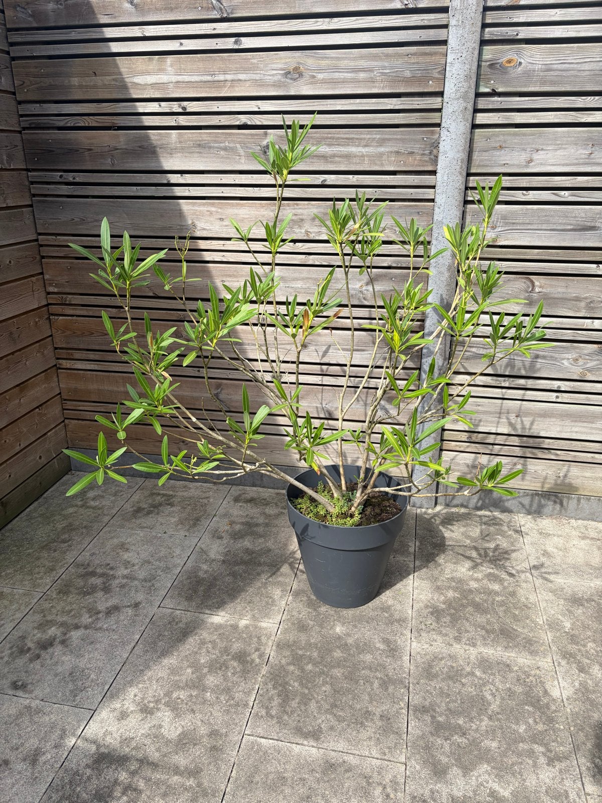 Oleander in Elho plantenbak op wieltjes, Ophalen, Kunststof, Gebruikt, Minder dan 60 cm