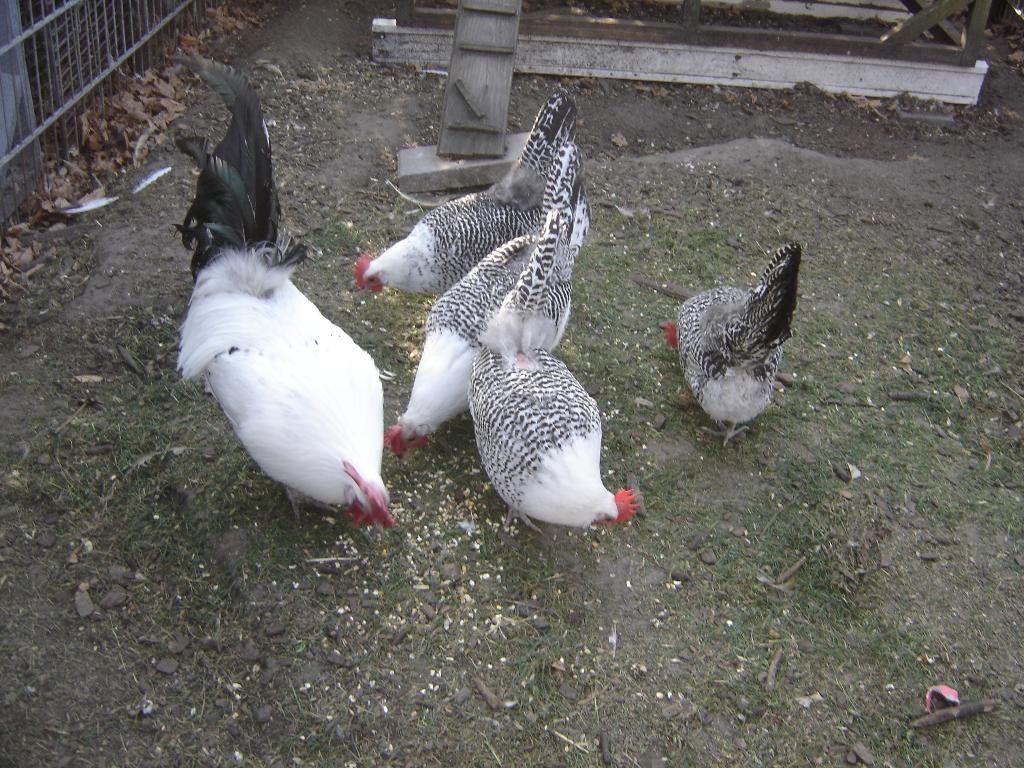 fr zilver pel, Dieren en Toebehoren, Pluimvee, Meerdere dieren, Kip