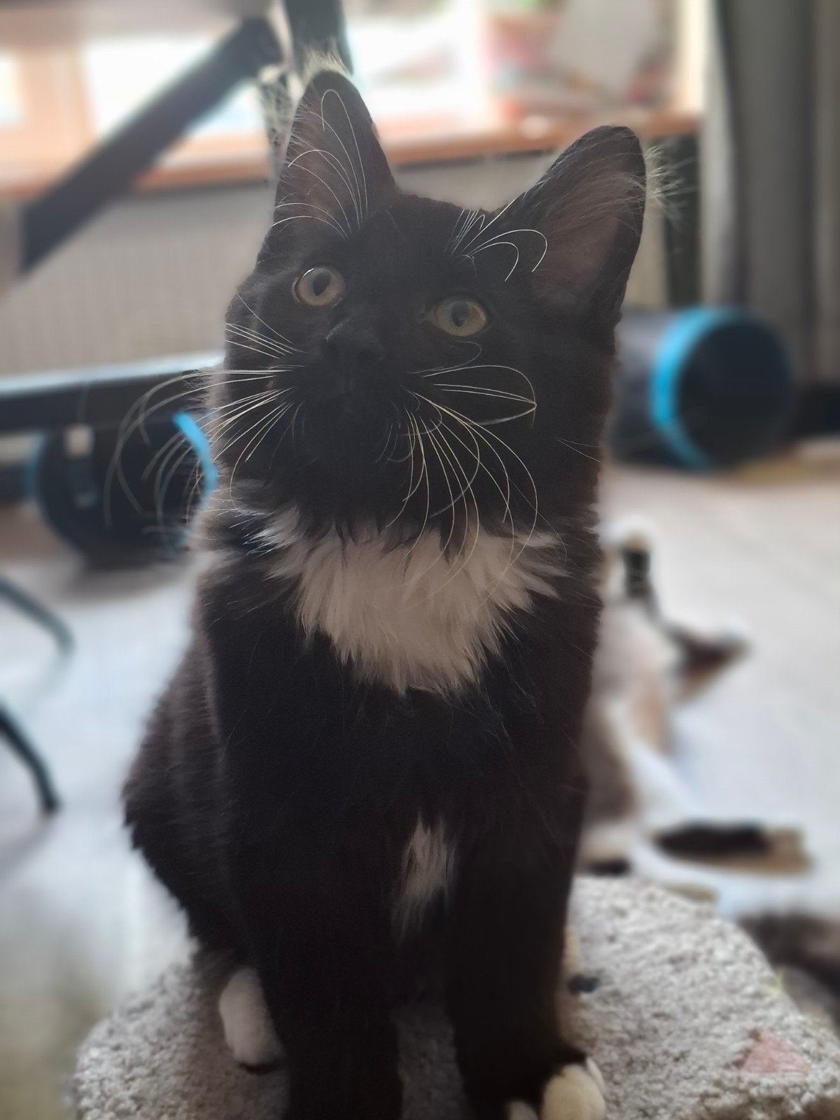 Maine Coon kitten nog 1 katertje beschikbaar, Kater, Met stamboom, 0 tot 2 jaar