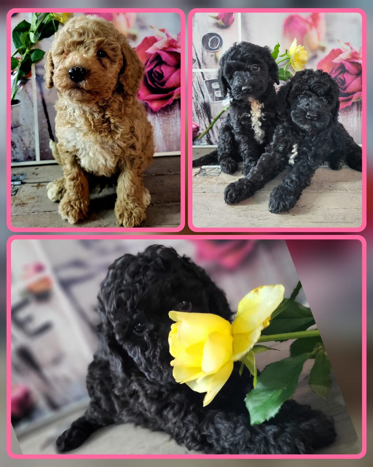 Prachtige Toypoedel Pups - 1Teefje & 4 Reutjes, Poedel, CDV (hondenziekte), 8 tot 15 weken, Meerdere