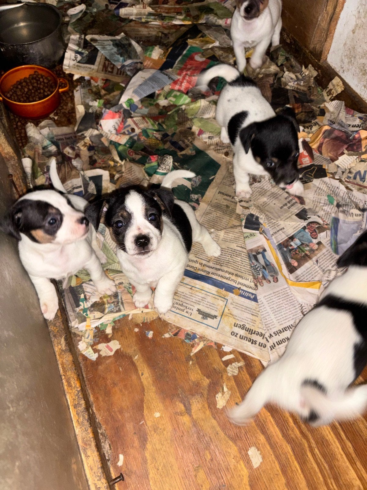 Te Koop Jack Russell pups, Dieren en Toebehoren, Jack Russell Terriër, 8 tot 15 weken, Parvo, Meerdere
