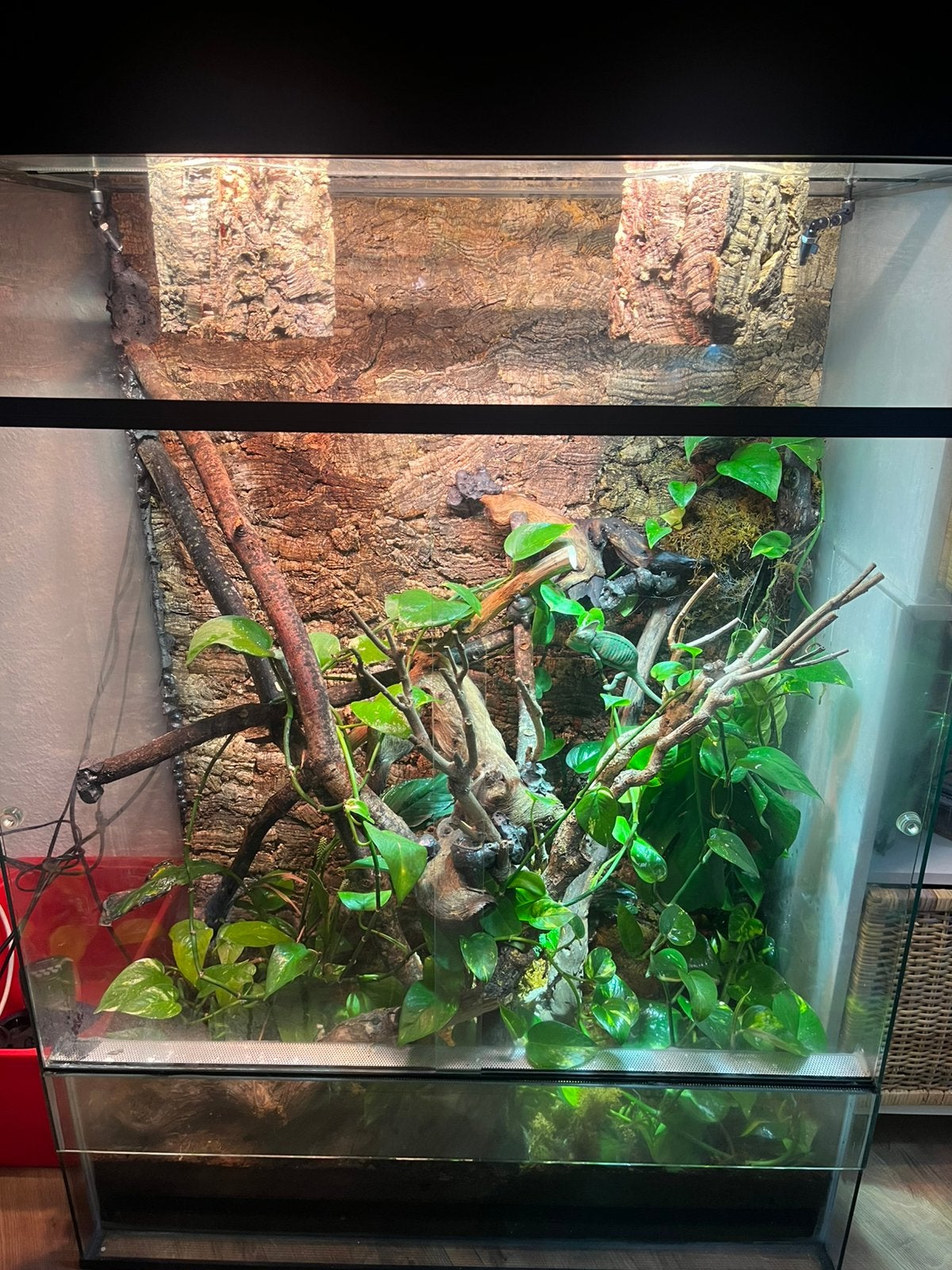 Jemenkameleon man met terrarium Chameleon - male for sale from Joshua