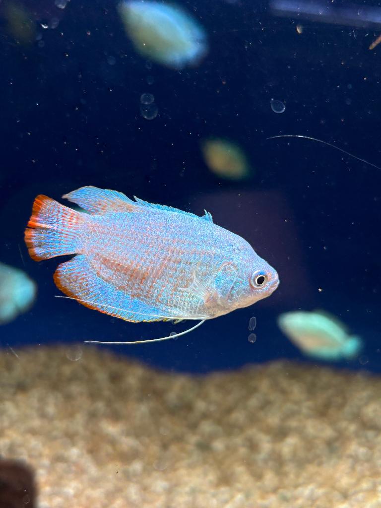 Dwerggoerami ( Trichogaster lalius), Dieren en Toebehoren, Vis, Zoetwatervis