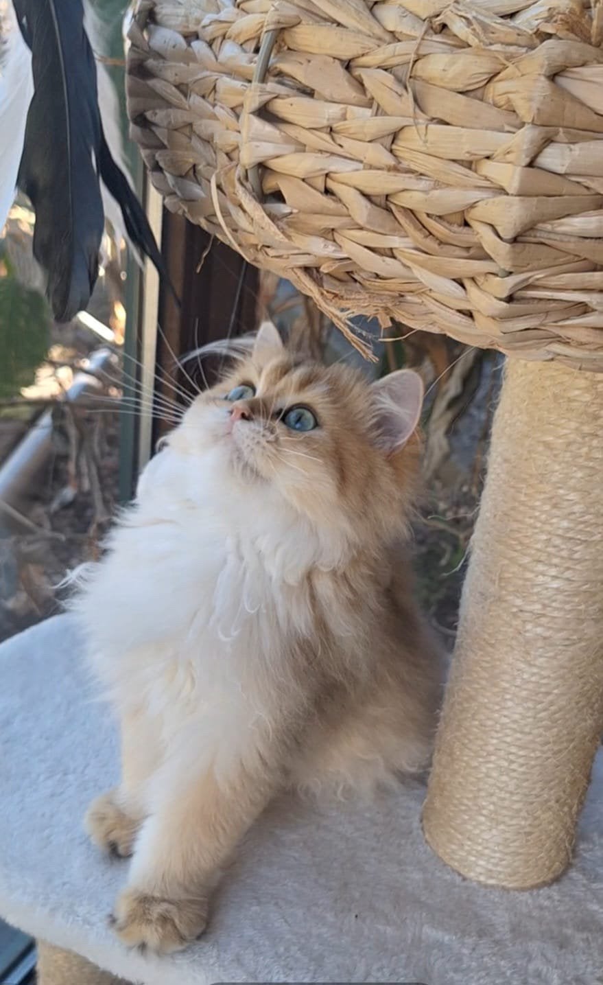 Britse Langhaar, Kater, Gechipt