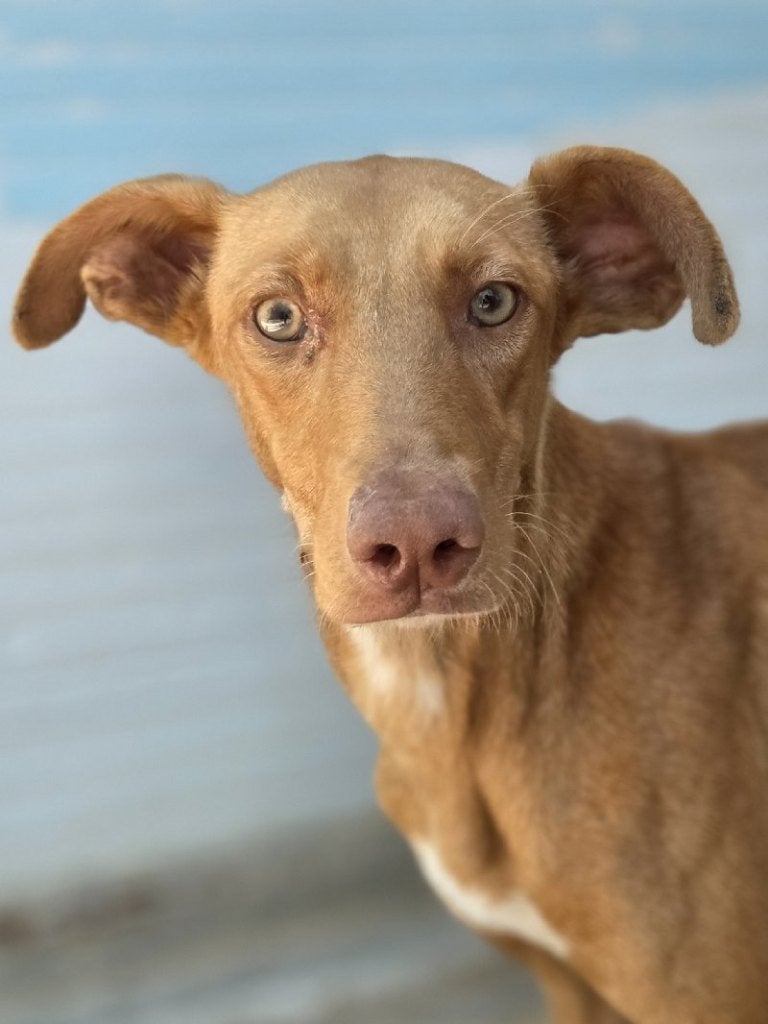 ACE: Oliva zal een trouwe metgezel worden!, Dieren en Toebehoren, Honden | Windhonden, Particulier, 15 weken tot 1 jaar, Overige rassen