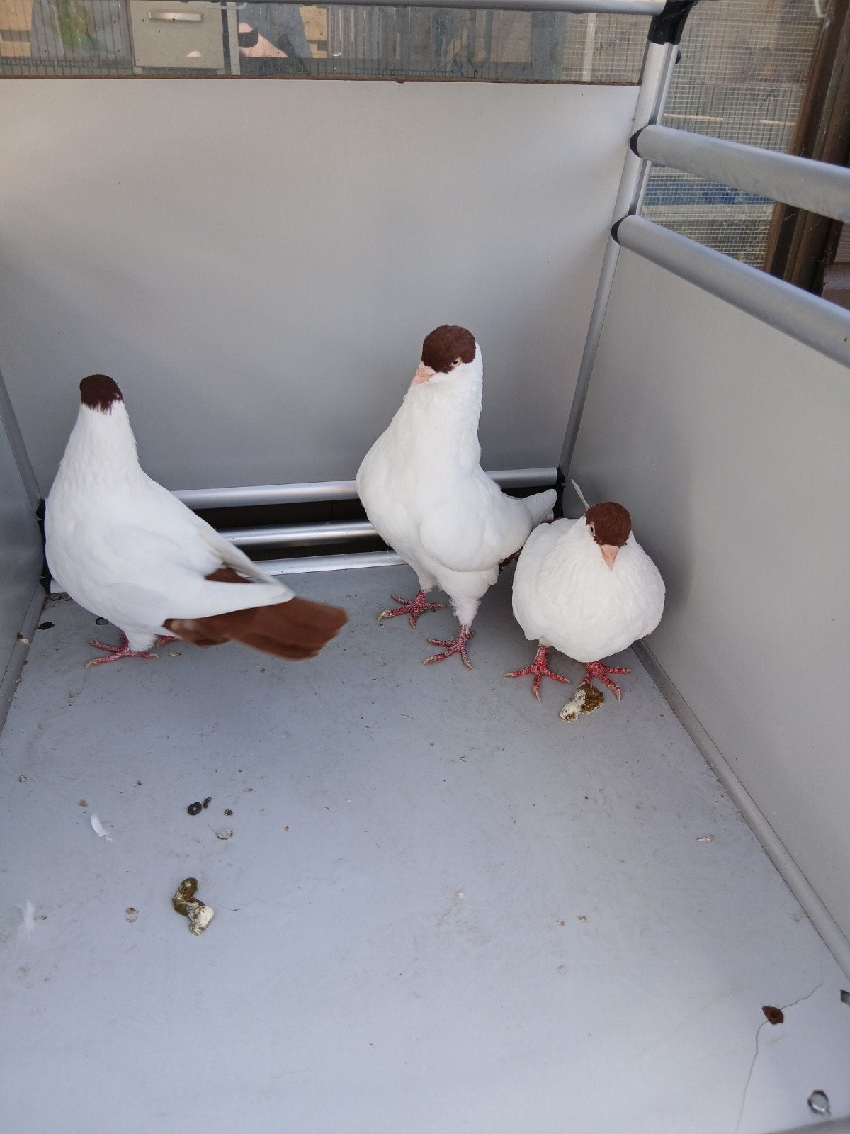 drie mooie helmduifjes, Dieren en Toebehoren, Vogels | Duiven, Meerdere dieren, Overige soorten
