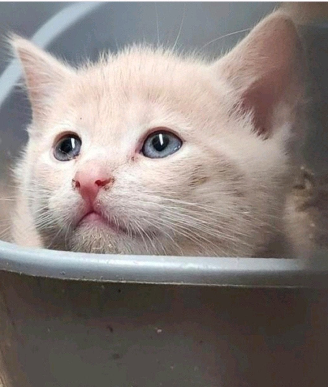 Super mooie aparte kleur lieve kittens, gewend aan kinderen, Meerdere dieren, Ontwormd