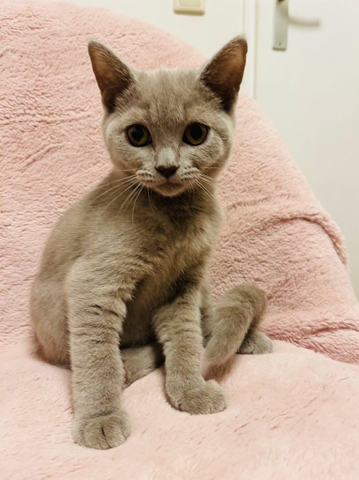 Britse korthaar kittens, Kater, Ontwormd, 0 tot 2 jaar