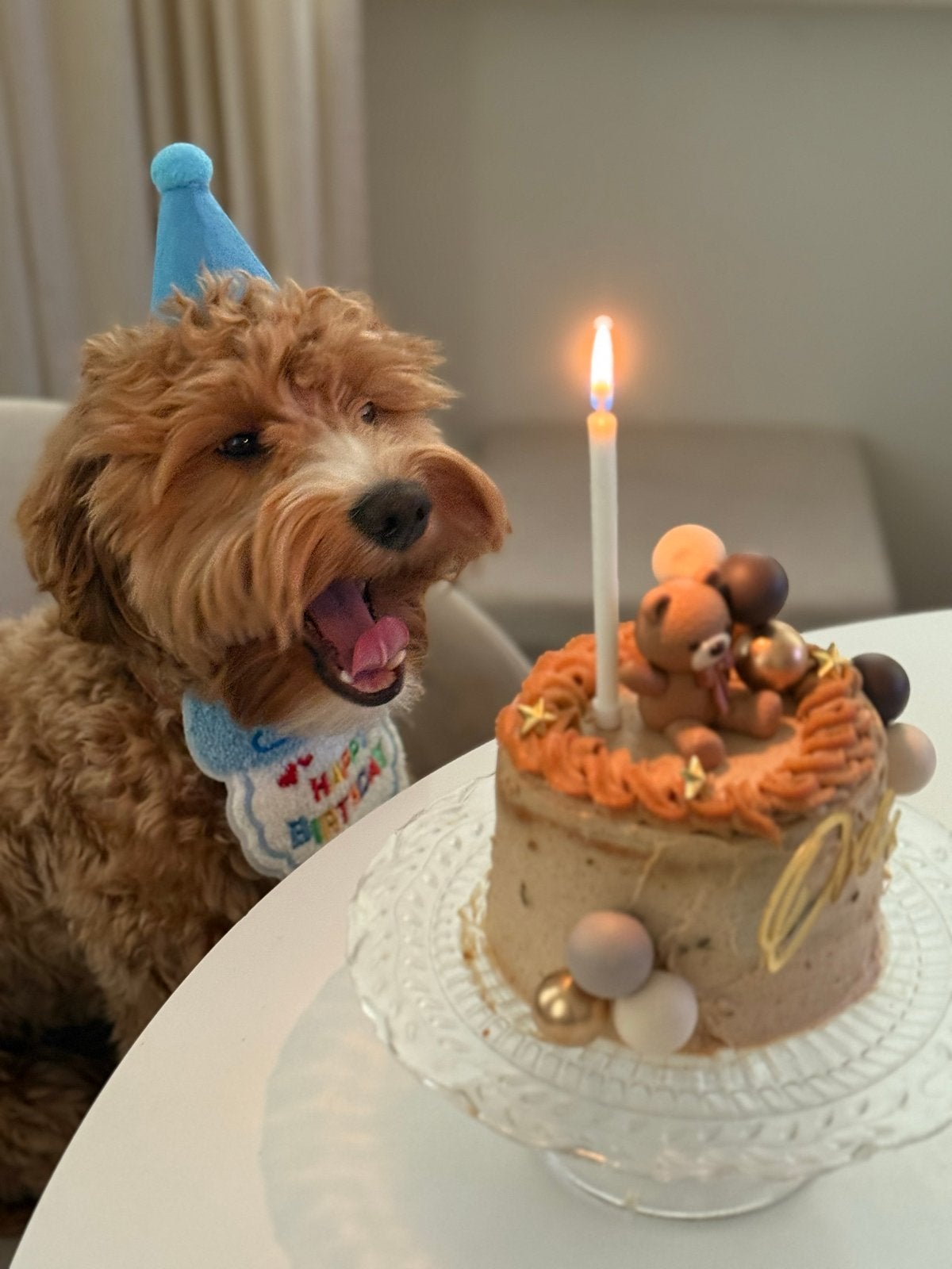 Prachtige Maltipoo aangeboden als dekreu, Reu, 1 tot 2 jaar, Eén hond, Nederland
