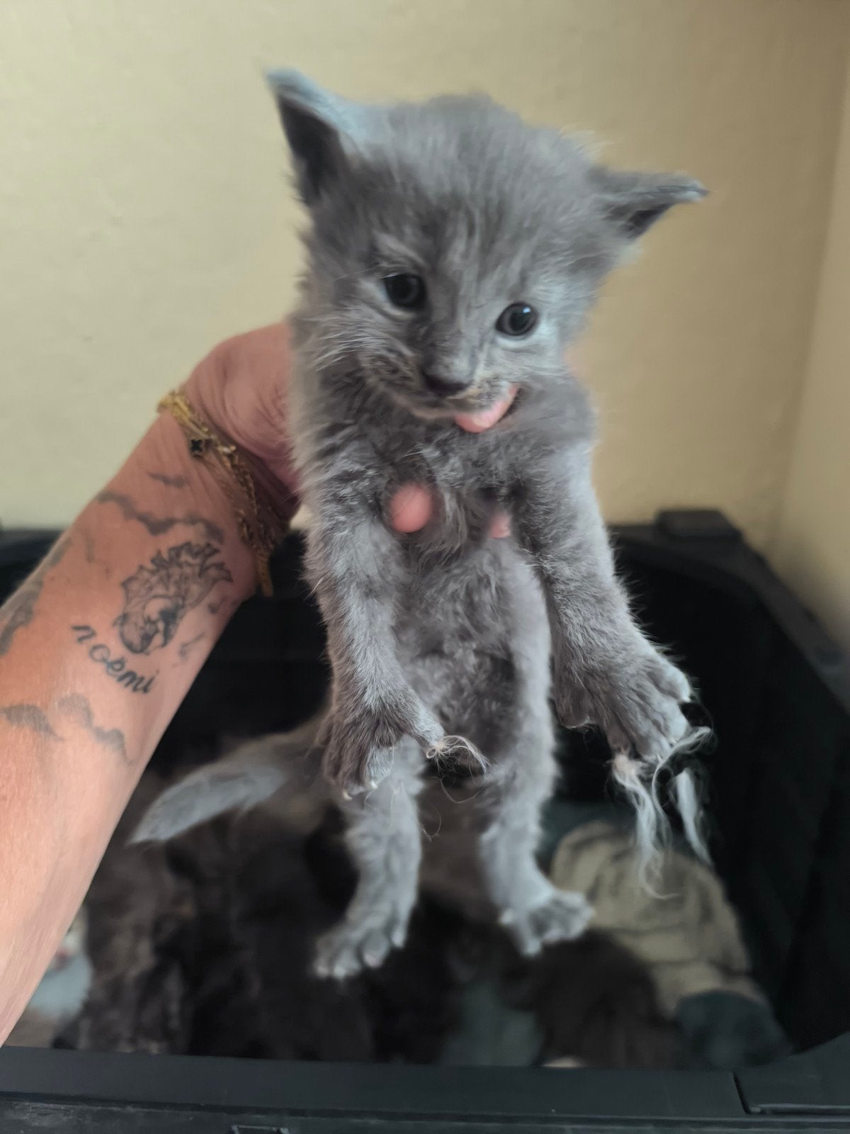 Maine coone kittens allerlei kleuren, Meerdere dieren, Ontwormd