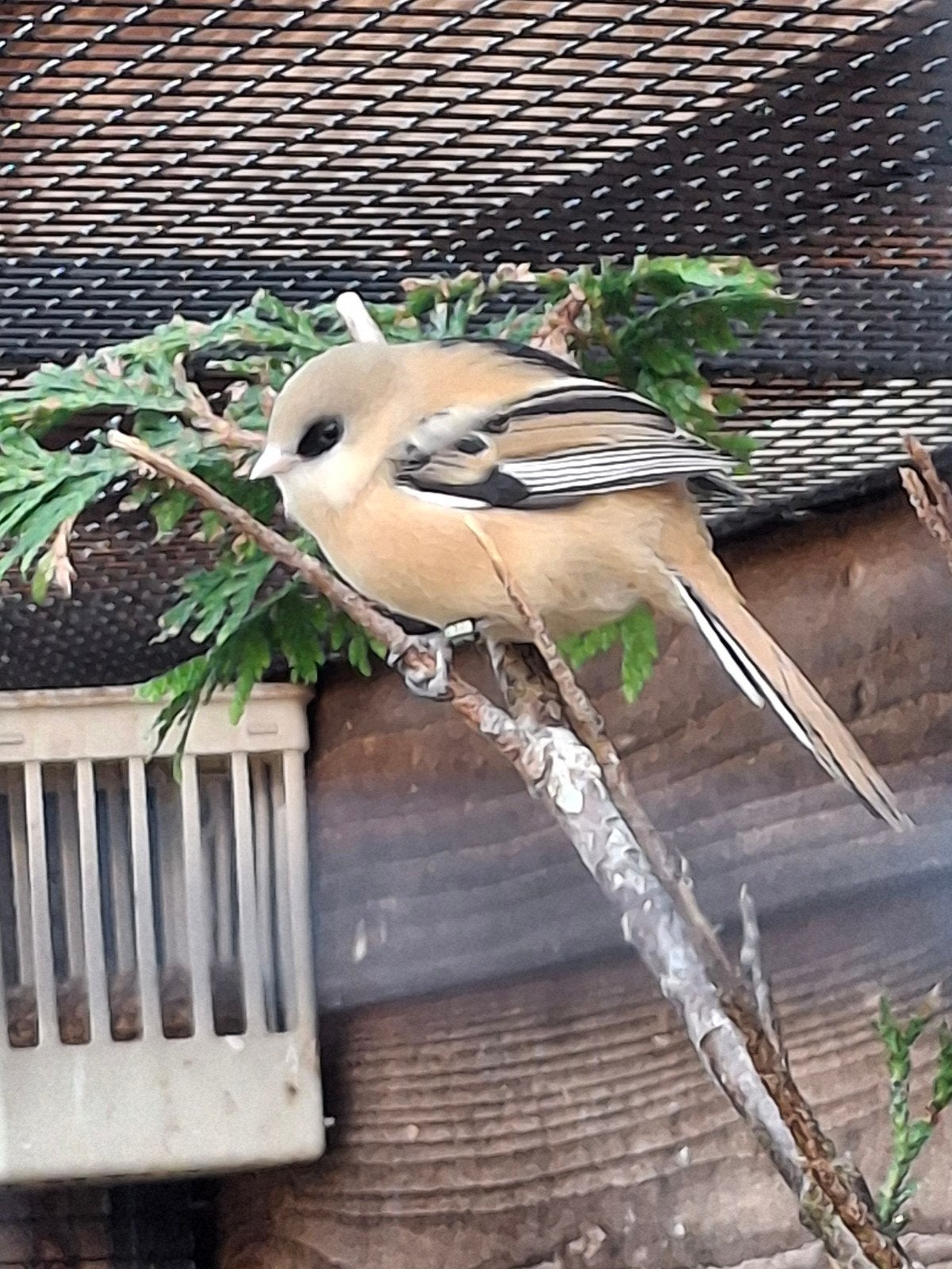 Te koop jong baardmannetje, Geslacht onbekend, Wildzangvogel, Geringd