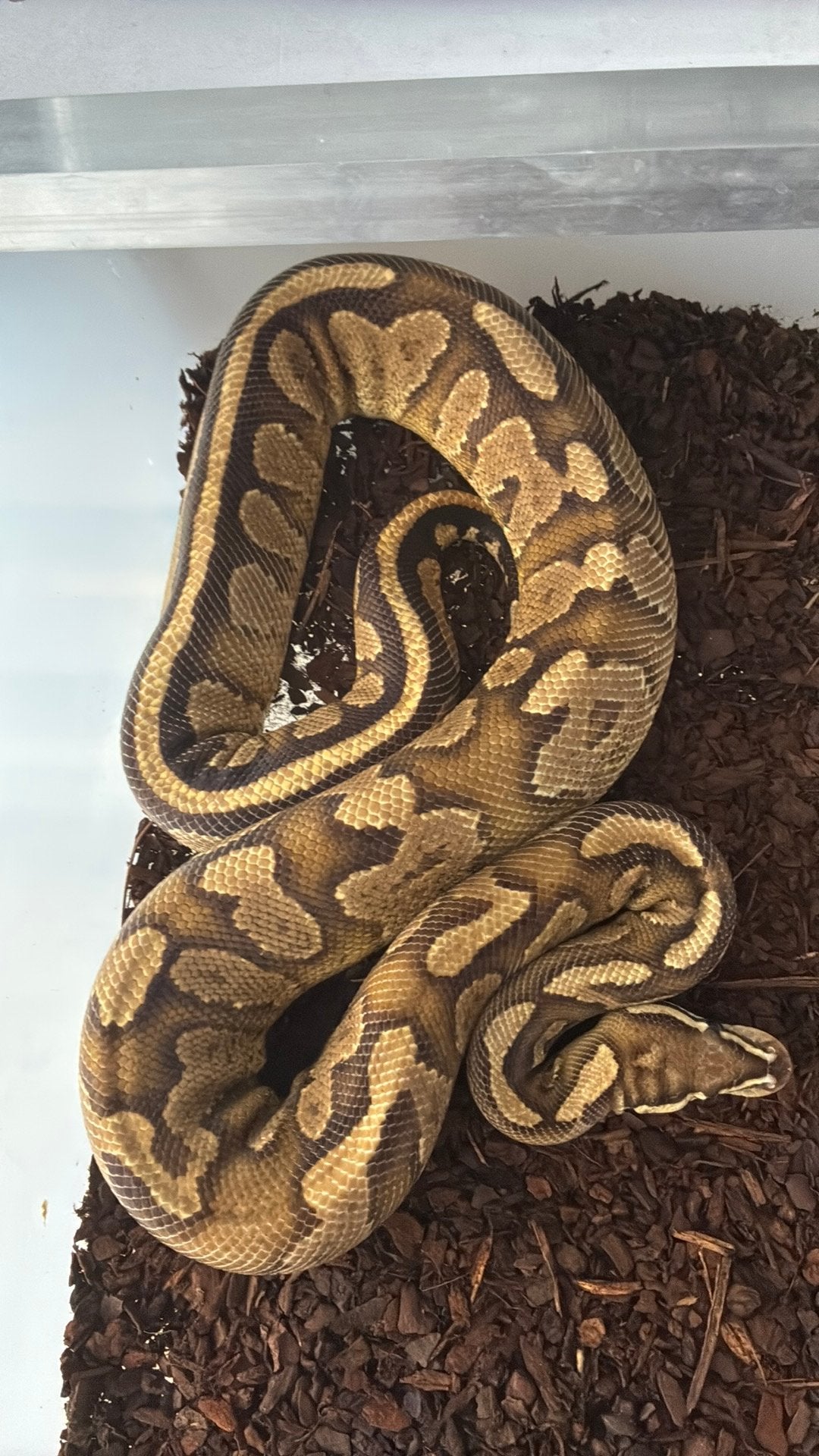 Ball python regius Ball Python photo 2