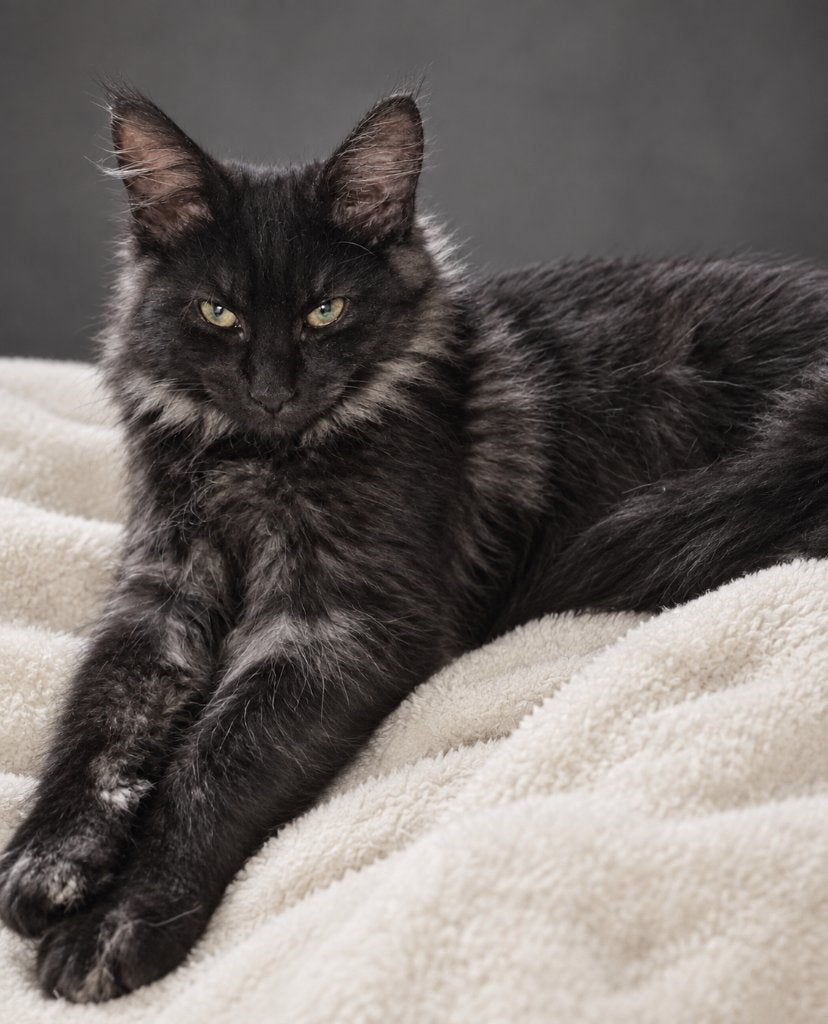 Prachtige,lieve,sociale Maine coon kittens met stamboom, Poes, Met stamboom, 0 tot 2 jaar