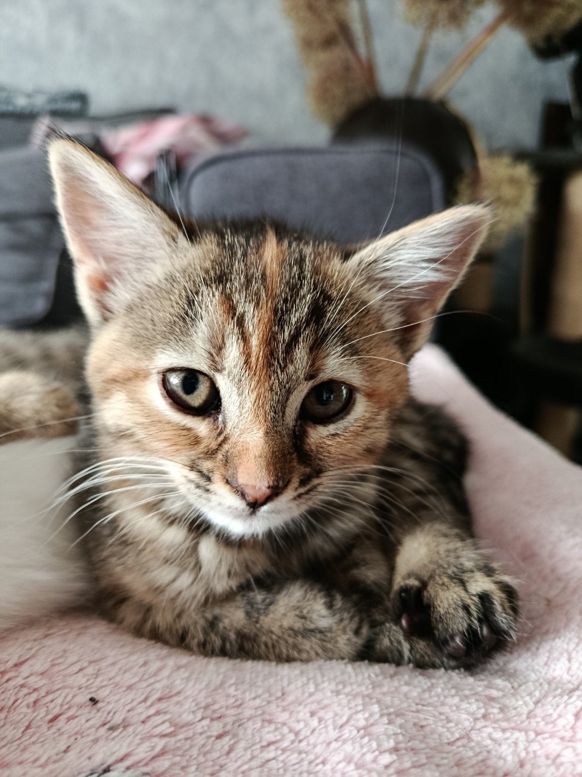 Lieve Mix  bobtail kittens doe een bod ze moeten weg!, Dieren en Toebehoren, Meerdere dieren, Ontwormd, 0 tot 2 jaar
