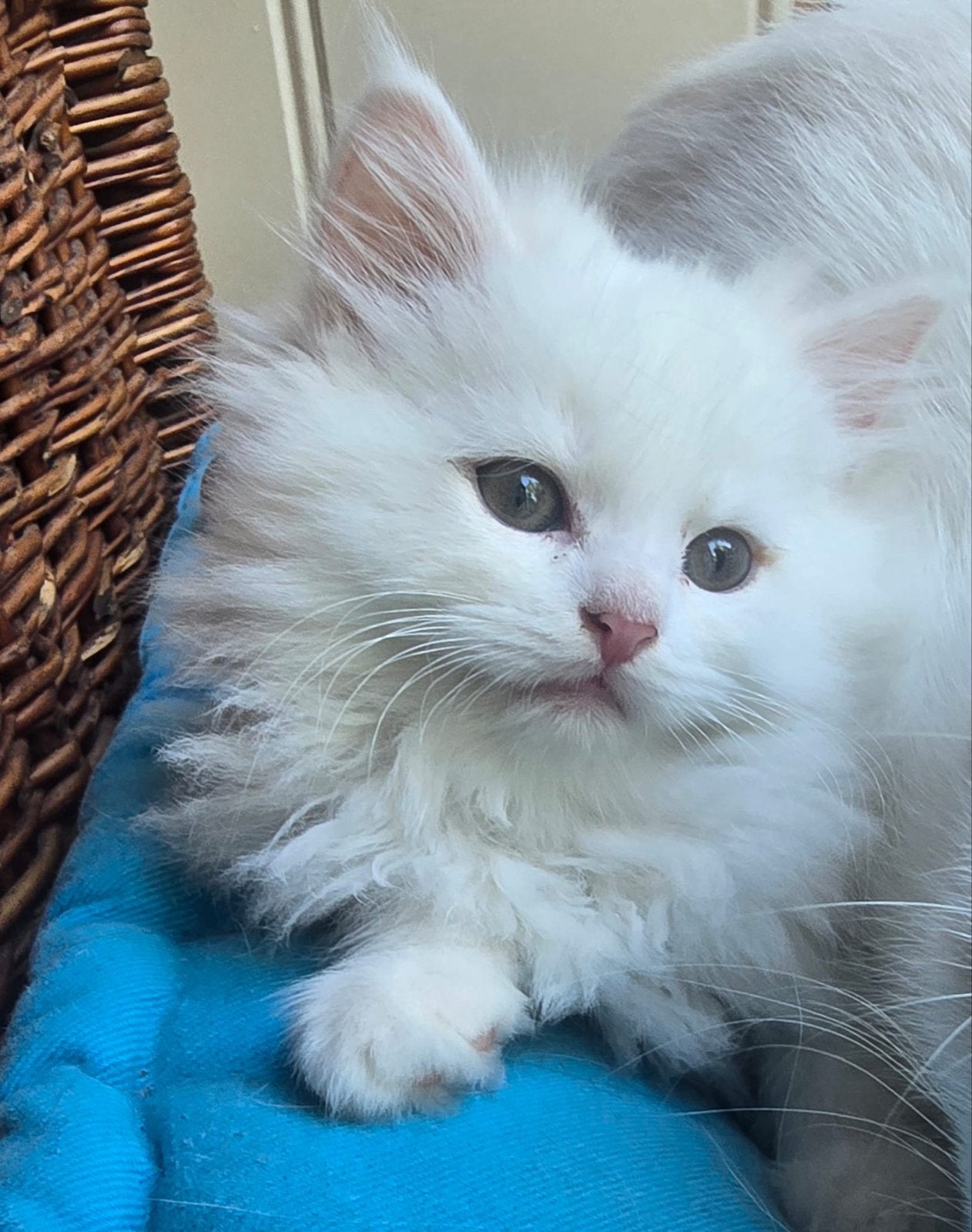 Ragdoll x Britse korthaar kittens, Meerdere dieren, Ontwormd, 0 tot 2 jaar