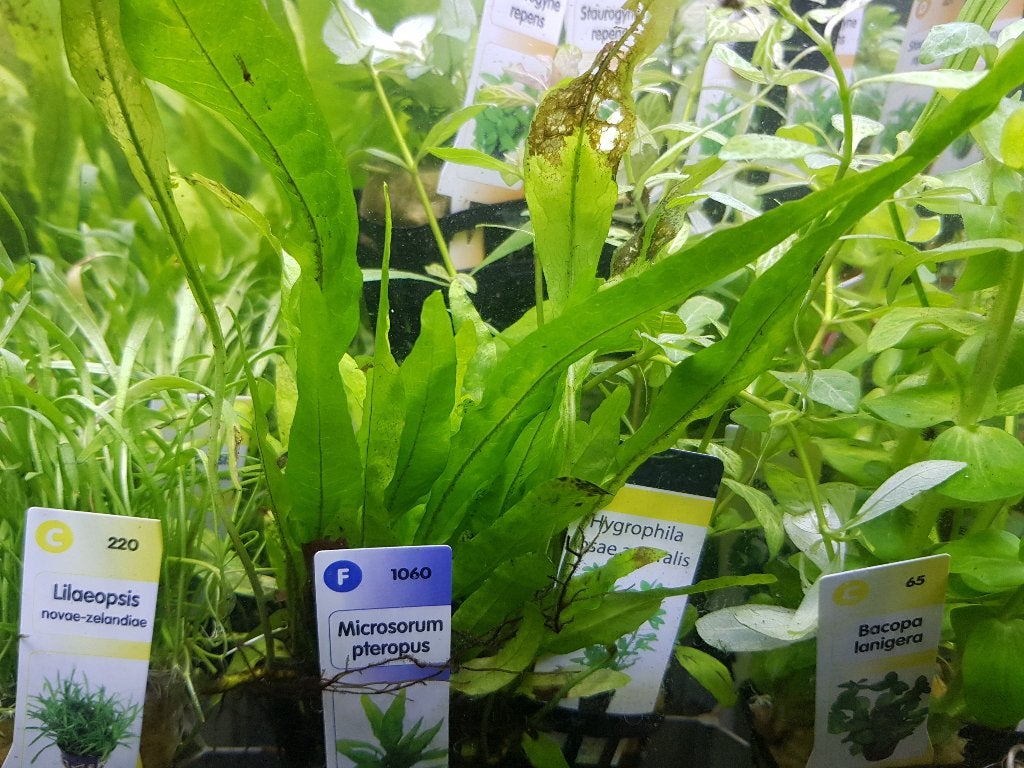 Hobbyaquarium planten duur ? uitzoeken geheel assortiment, Ophalen, Hobbyaquarium, Plant(en), Steen of Hout, Nieuw