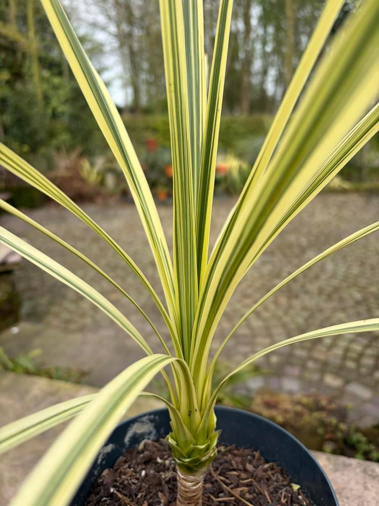Cordyline australis Lime Passion. Koolpalm, Tuin en Terras, Planten | Tuinplanten, Ophalen, Overige soorten, Volle zon