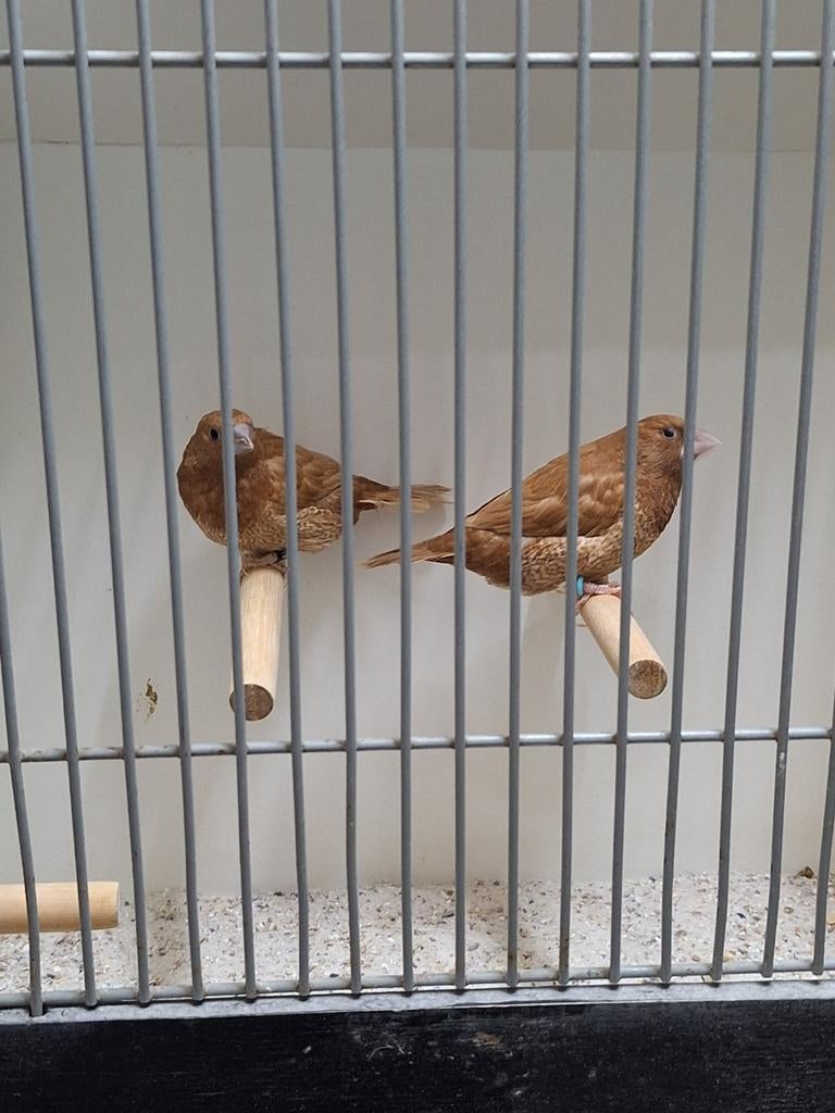 Roodbruine japanse meeuwen, Dieren en Toebehoren, Meerdere dieren, Tropenvogel, Geringd