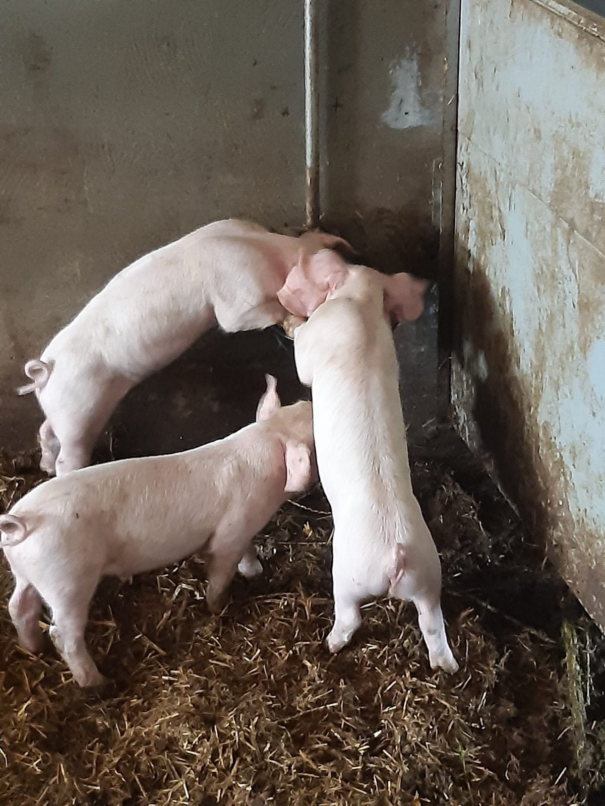 Varkens en biggen nederlands landvarken, Dieren en Toebehoren, Schapen, Geiten en Varkens, Meerdere dieren, Varken, 0 tot 2 jaar