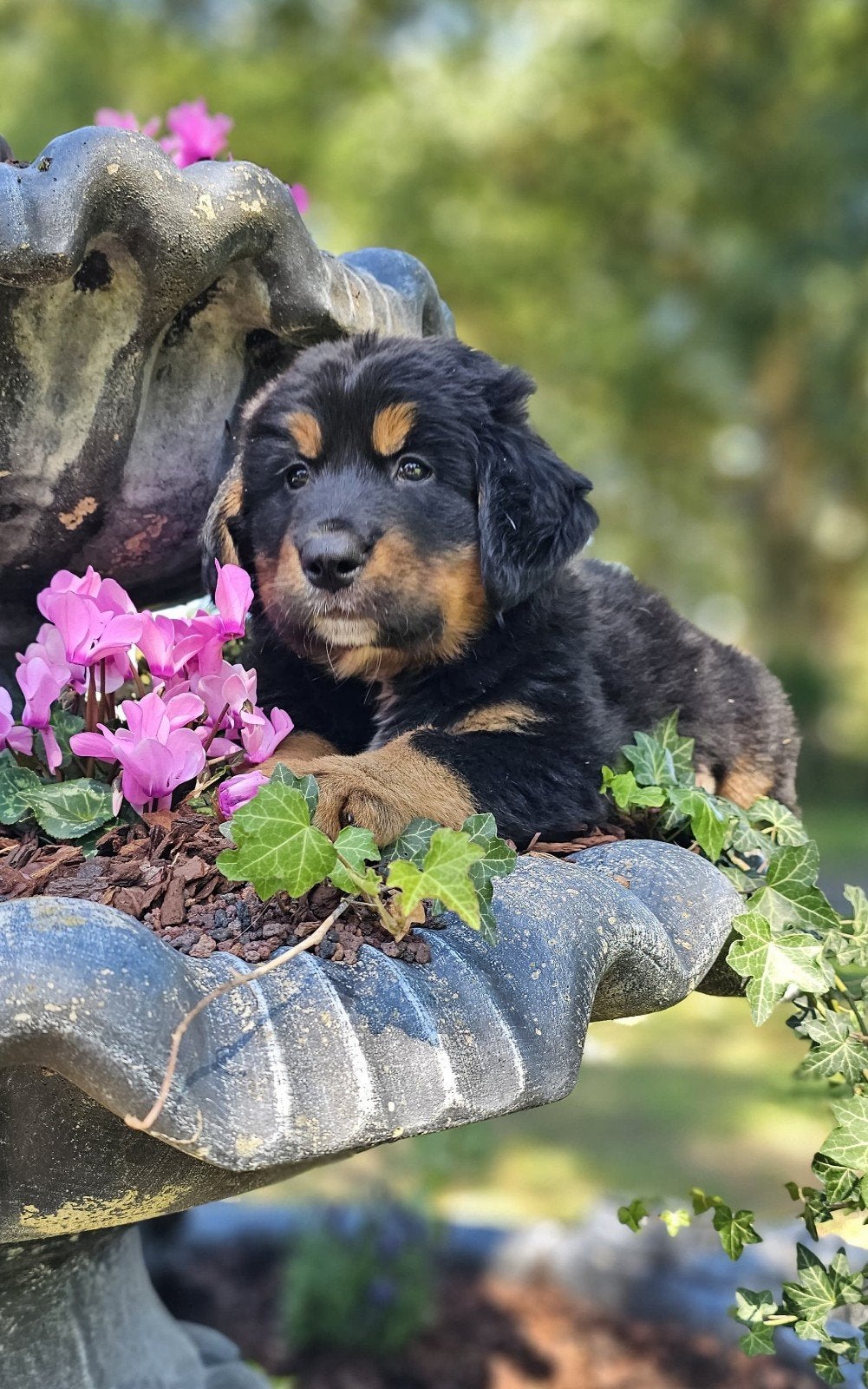 Berner Sennen pups, Meerdere dieren, Eén hond, Nederland, Fokker | Hobbymatig