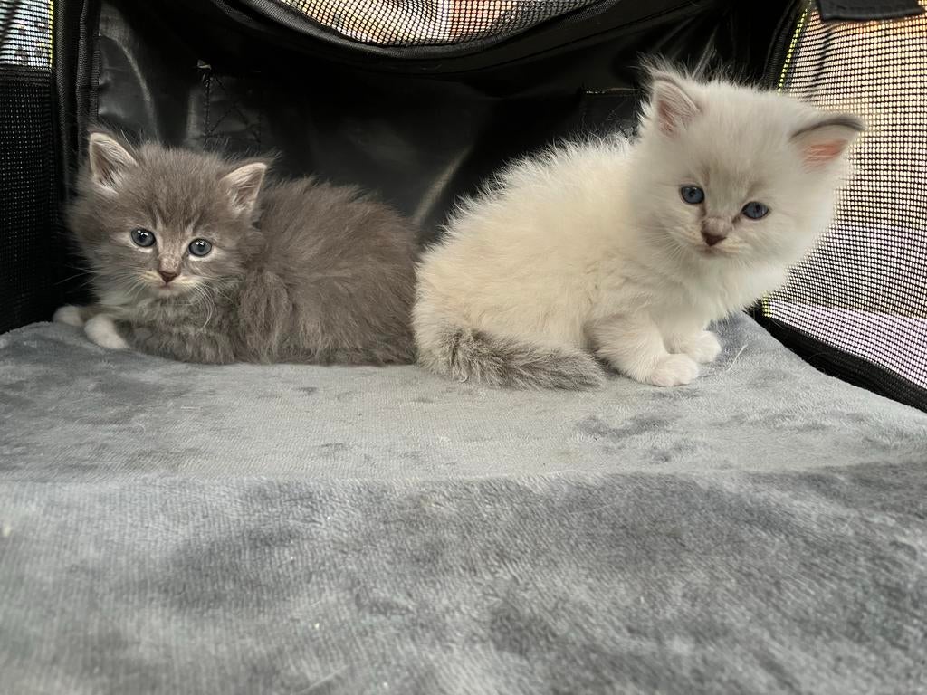 Raszuivere Ragdoll Kitten, Kater, Met stamboom, 0 tot 2 jaar