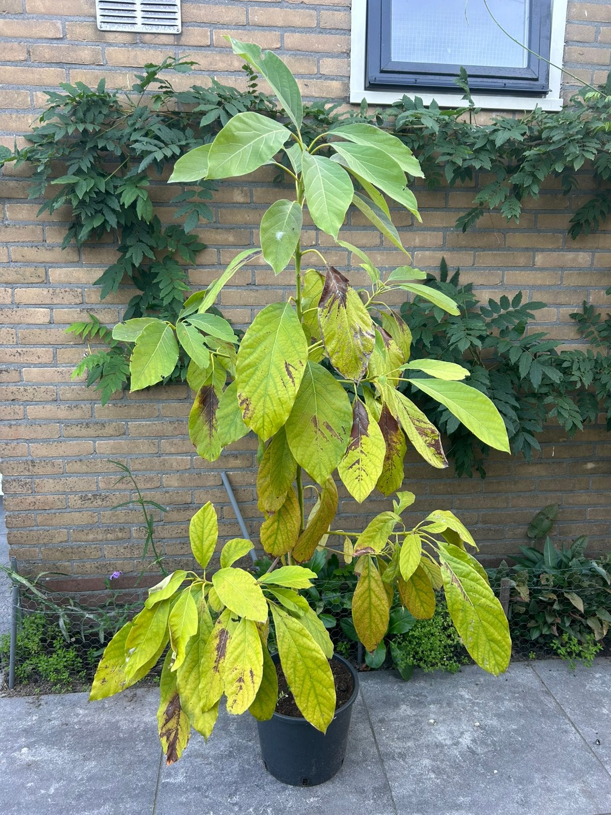 Mangoboom in pot, Overige soorten, 100 tot 250 cm, Ophalen, Volle zon