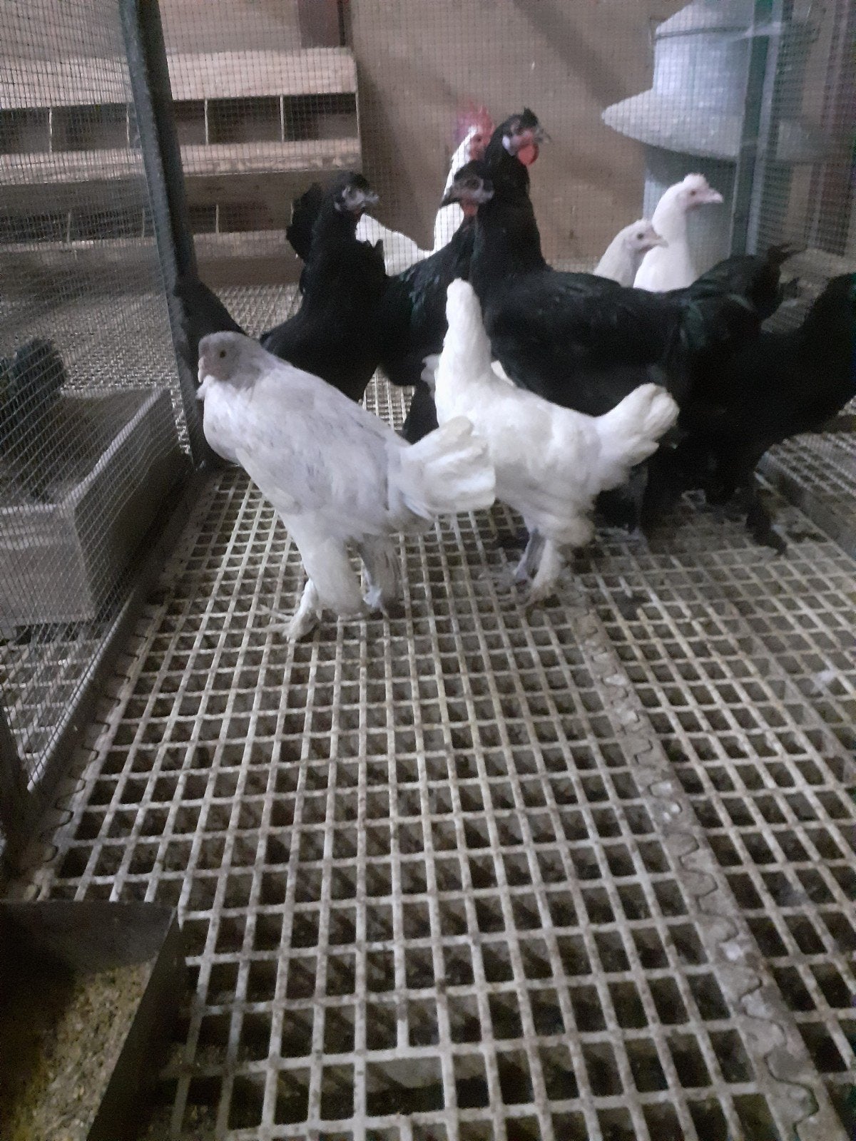 kraaikop hoender, Vrouwelijk, Kip