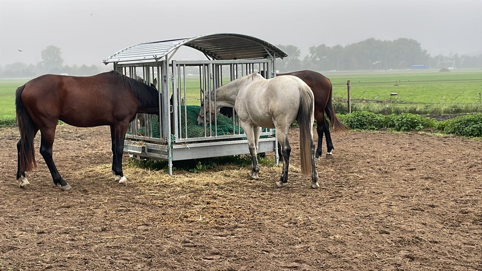 Pensionstalling, Paardencheck en/of Professionele training, Dieren en Toebehoren, Stalling, 4 paarden of pony's of meer