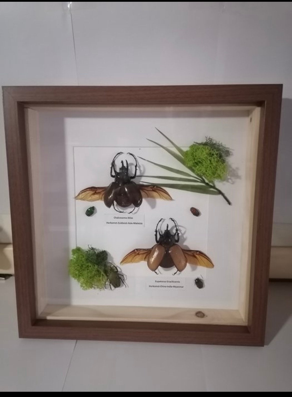 Ingelijste kevers - Taxidermie insecten, Verzamelen, Ophalen of Verzenden, Gebruikt, Opgezet dier