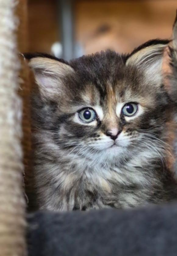 Raszuivere Maine coon kittens, Dieren en Toebehoren, Meerdere dieren, Ontwormd, 0 tot 2 jaar