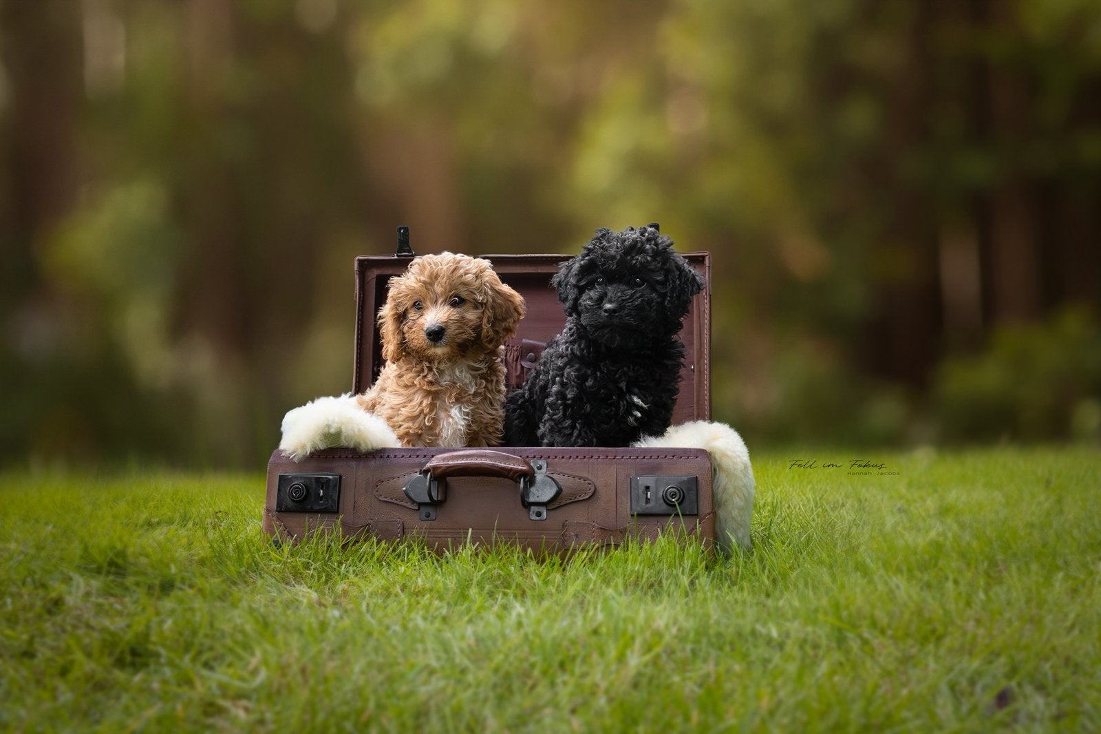 2 prachtige Maltipoodle-puppy's zoeken een liefdevol thuis, Dieren en Toebehoren, Poedel, Fokker | Hobbymatig, 8 tot 15 weken