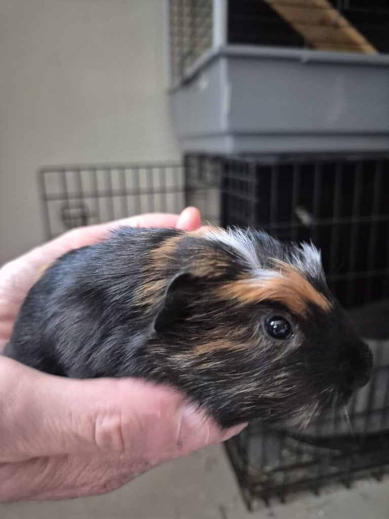 Jonge cavia's te koop, Dieren en Toebehoren, Cavia, Mei, Meerdere dieren, Tam