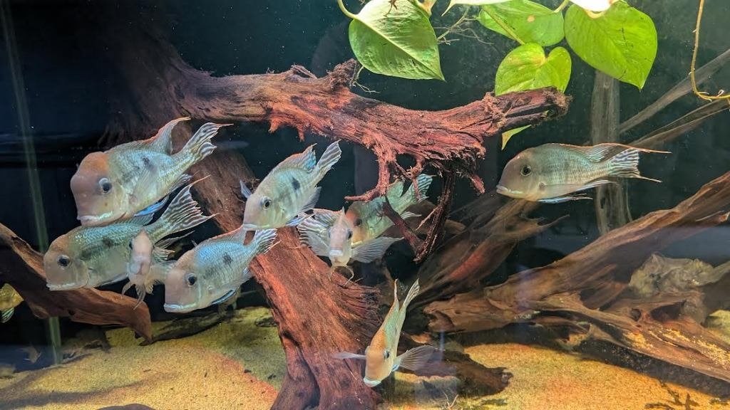 Geophagus Tapajos, Dieren en Toebehoren, Vis, Zoetwatervis