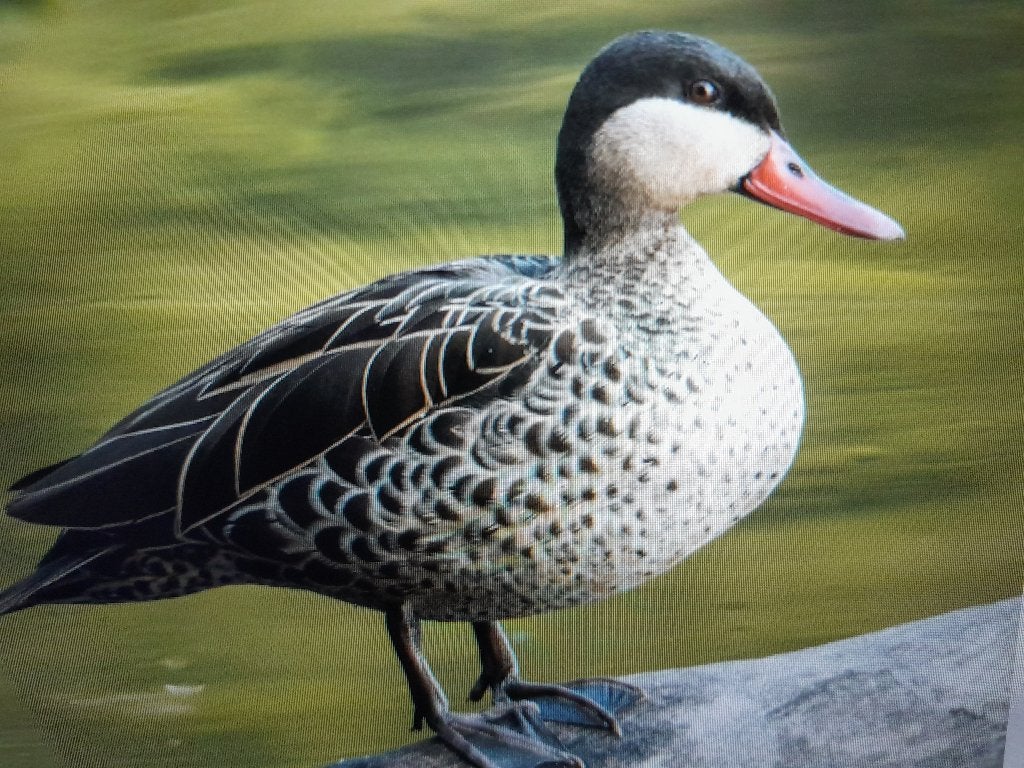 siereenden / eenden, Meerdere dieren, Eend