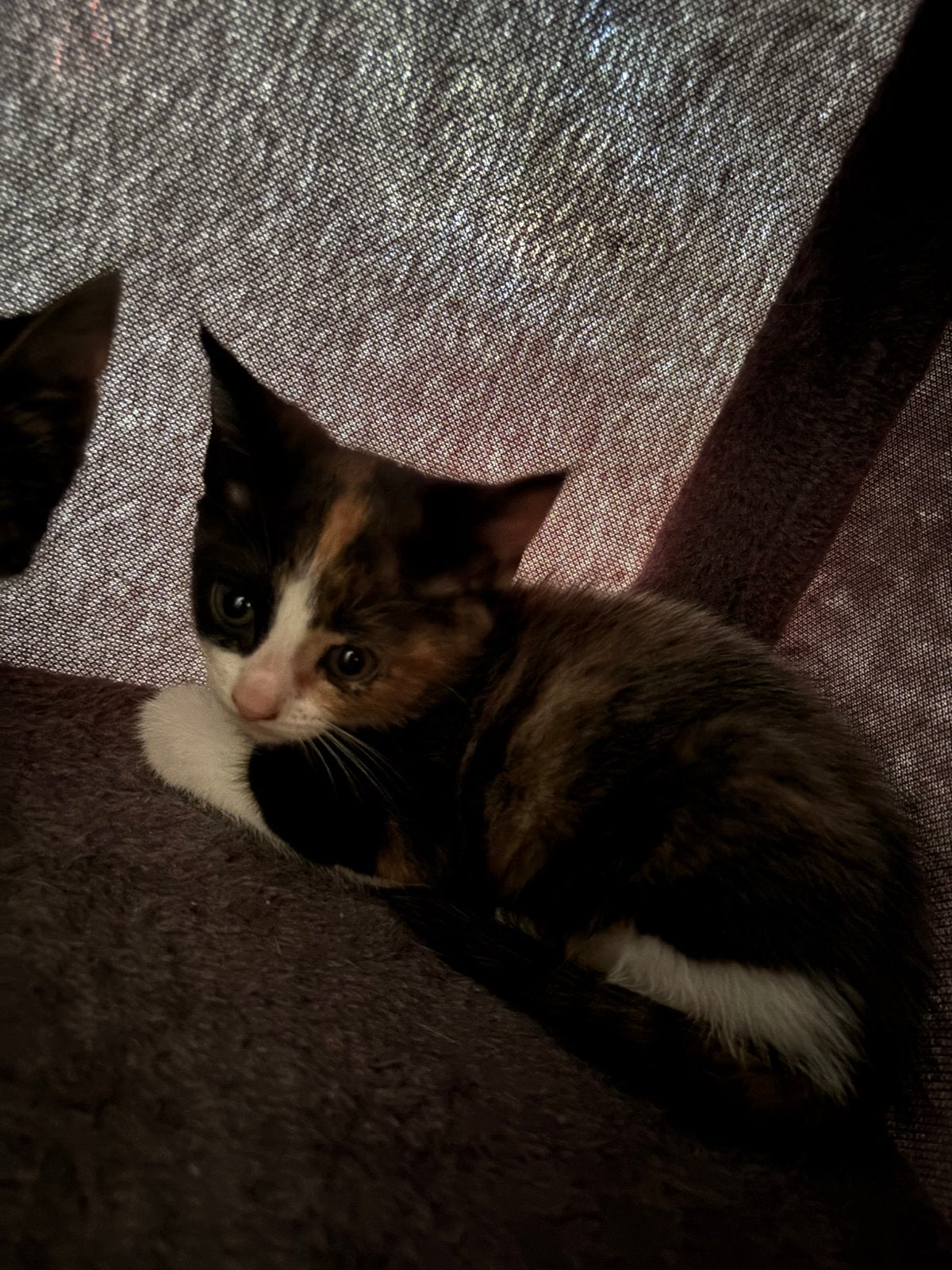 Kittens, Meerdere dieren