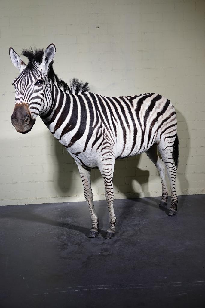 fullmount zebra taxidermy, Ophalen, Zo goed als nieuw, Hert, Gewei of Kop