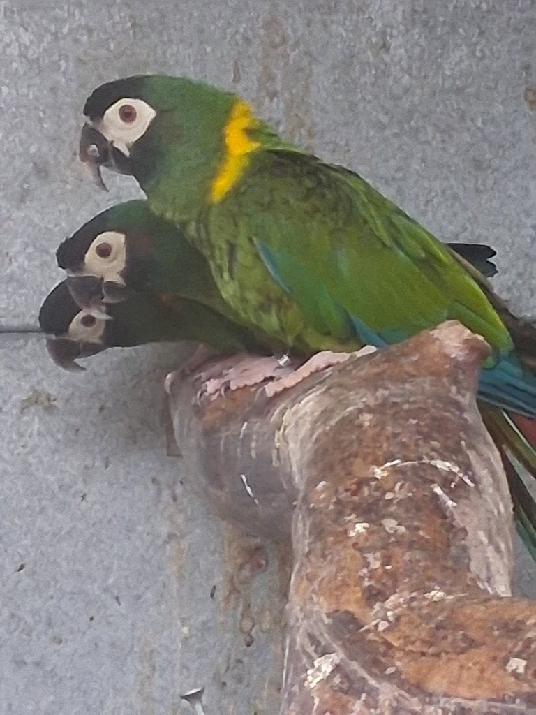 Geelnek ara, Dieren en Toebehoren, Vogels | Parkieten en Papegaaien, Mannelijk, Papegaai, Geringd
