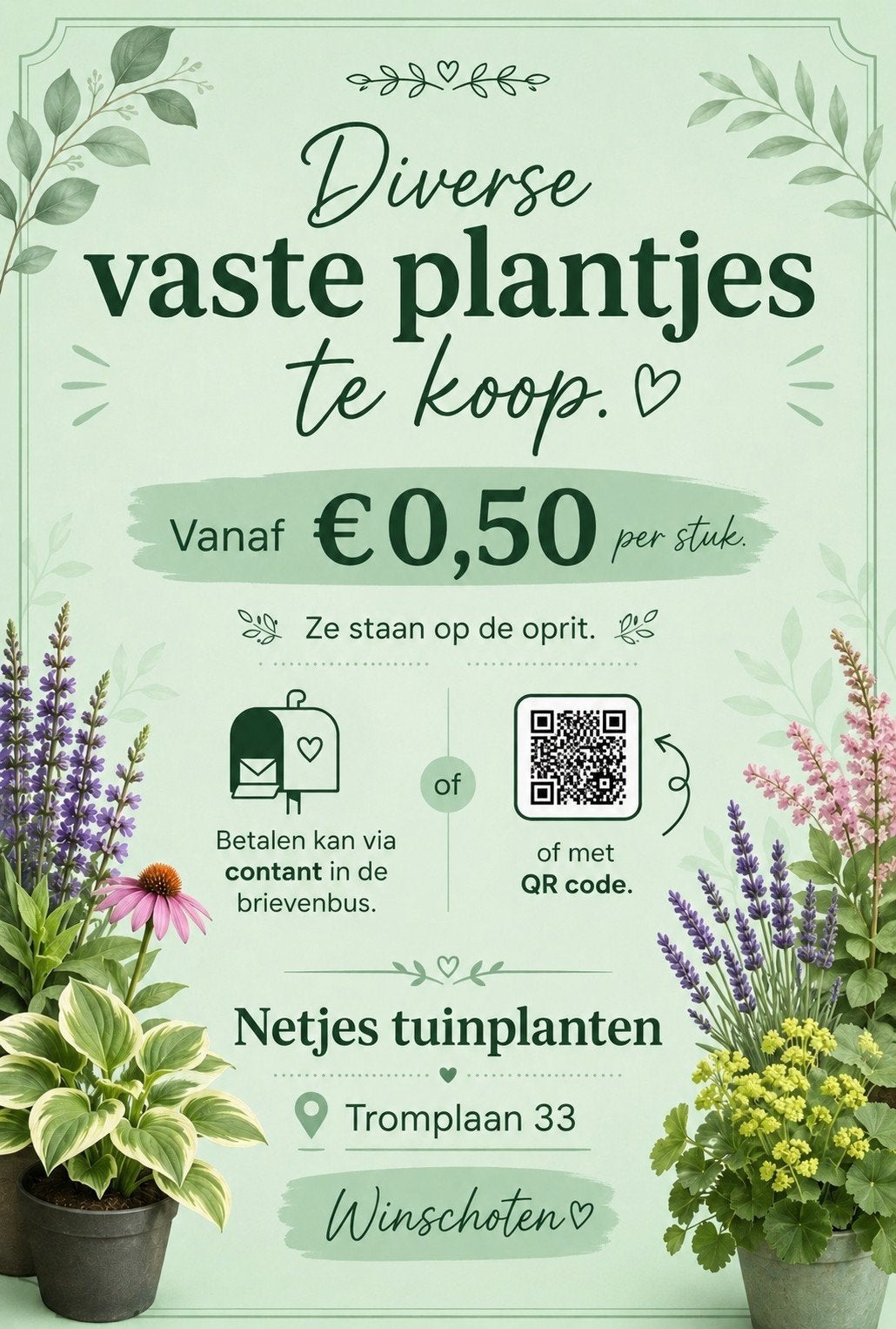 Diverse vaste planten: Verbena, Agastache, Geranium en meer, Volle zon, Vaste plant, Zomer, Ophalen