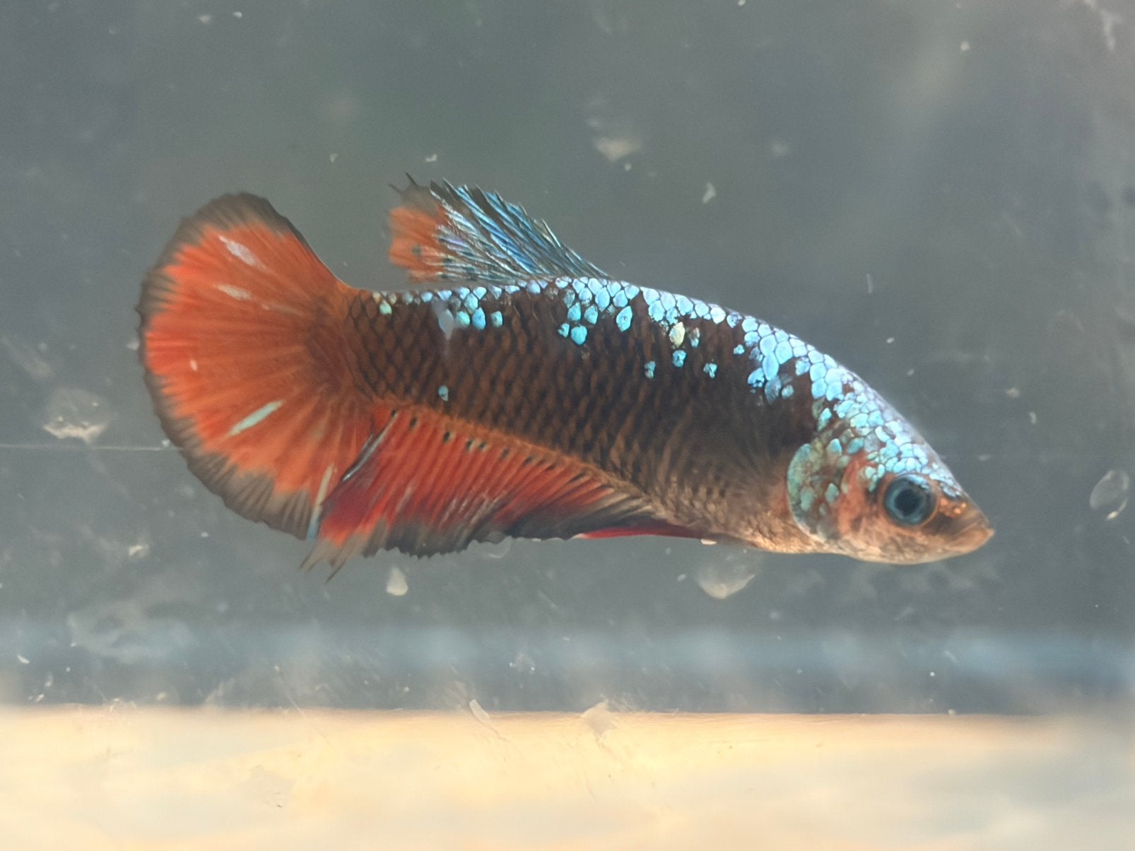 Betta Splendens, Kempvis vrouw, Dieren en Toebehoren, Vis, Zoetwatervis