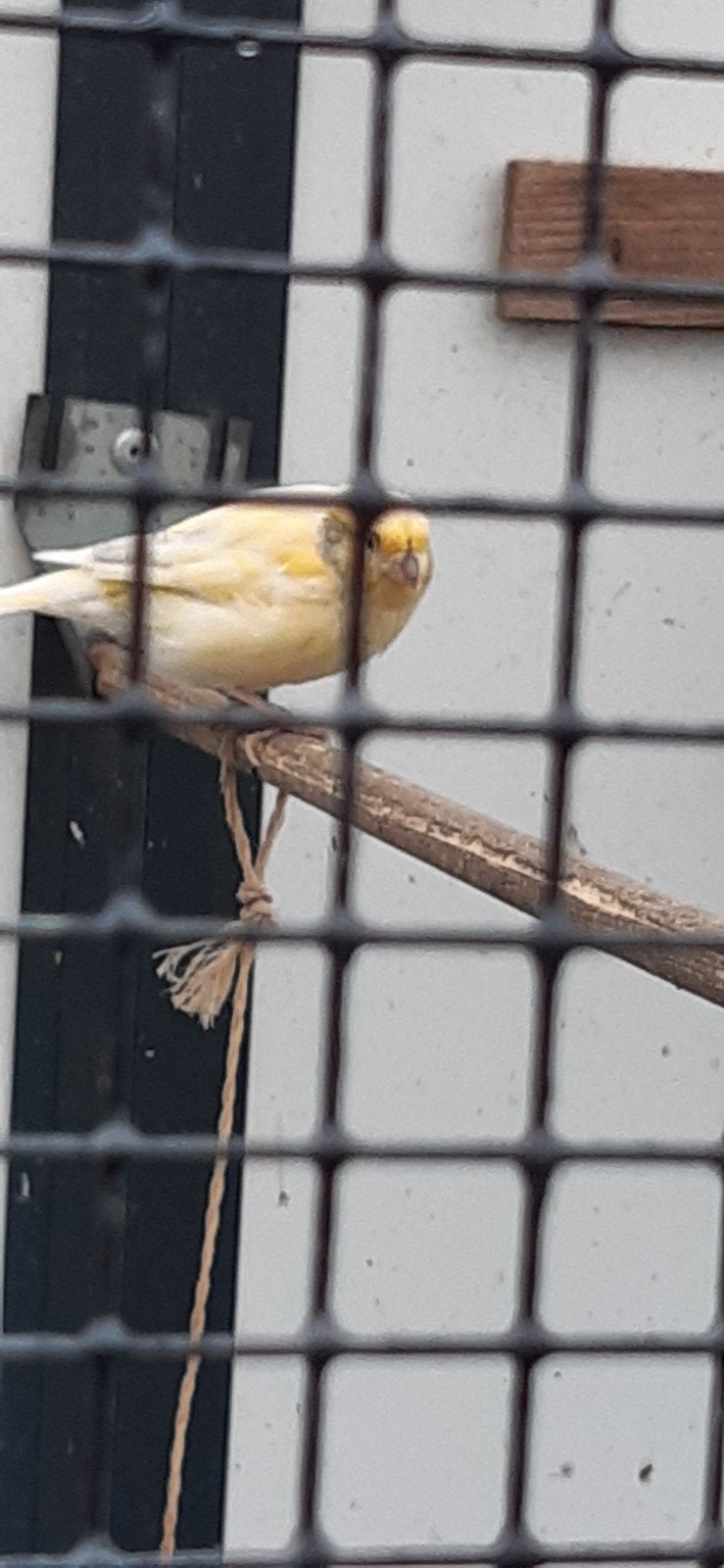 kanaries, Dieren en Toebehoren, Meerdere dieren, Kleurkanarie