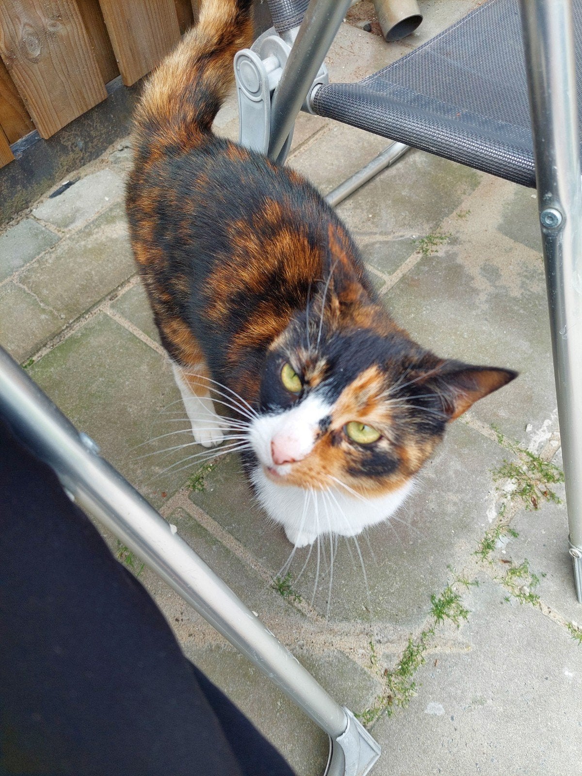 Lieve lapjeskat (11 jaar) zoekt een warm gouden mandje, Poes