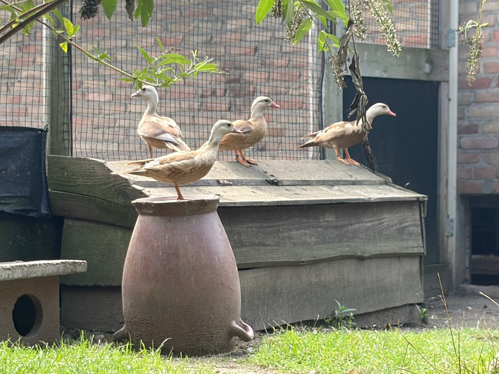Rode Mandarijneenden, Dieren en Toebehoren, Mannelijk, Geringd