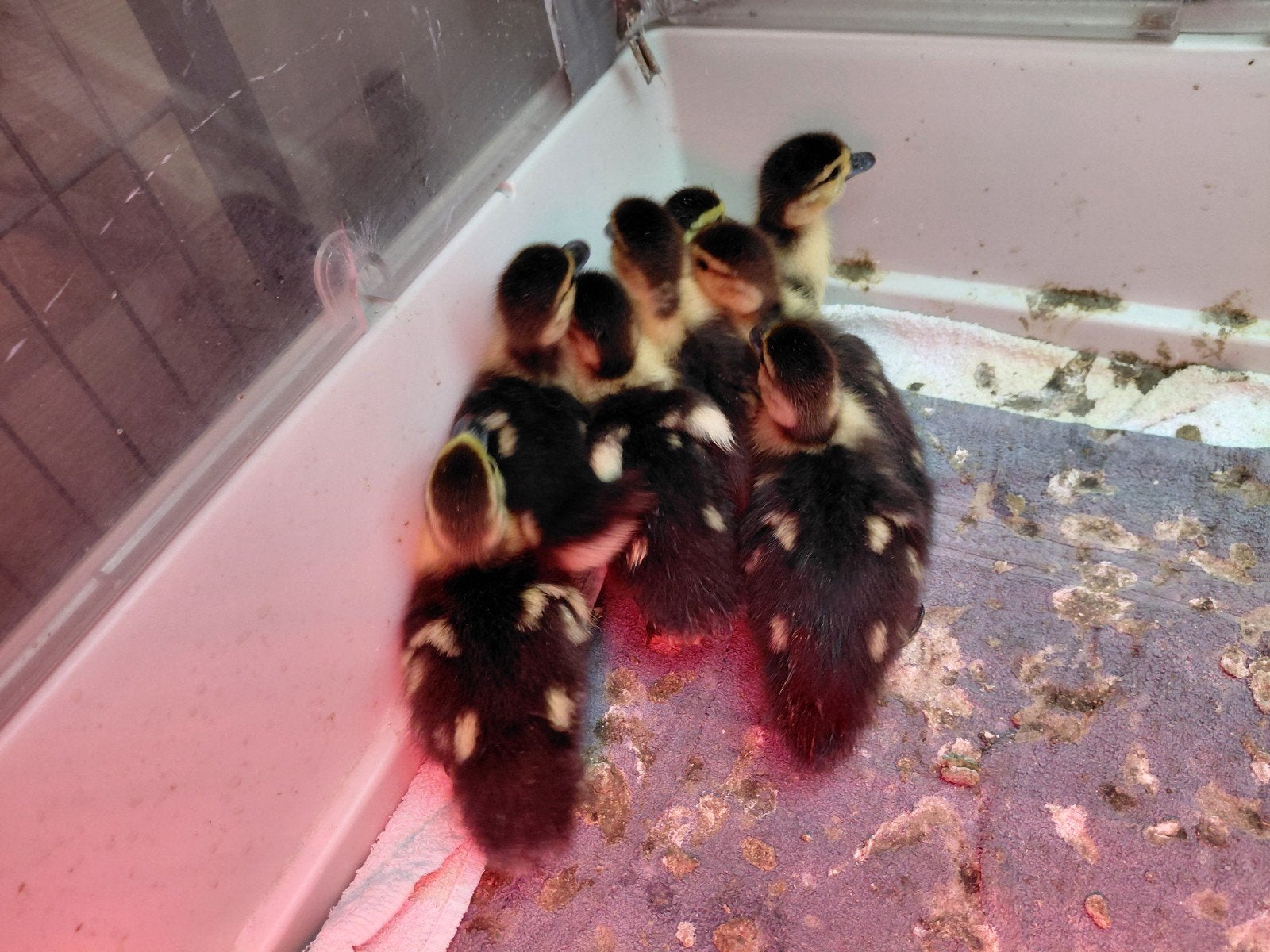 Mooie eendjes, Dieren en Toebehoren, Meerdere dieren, Eend